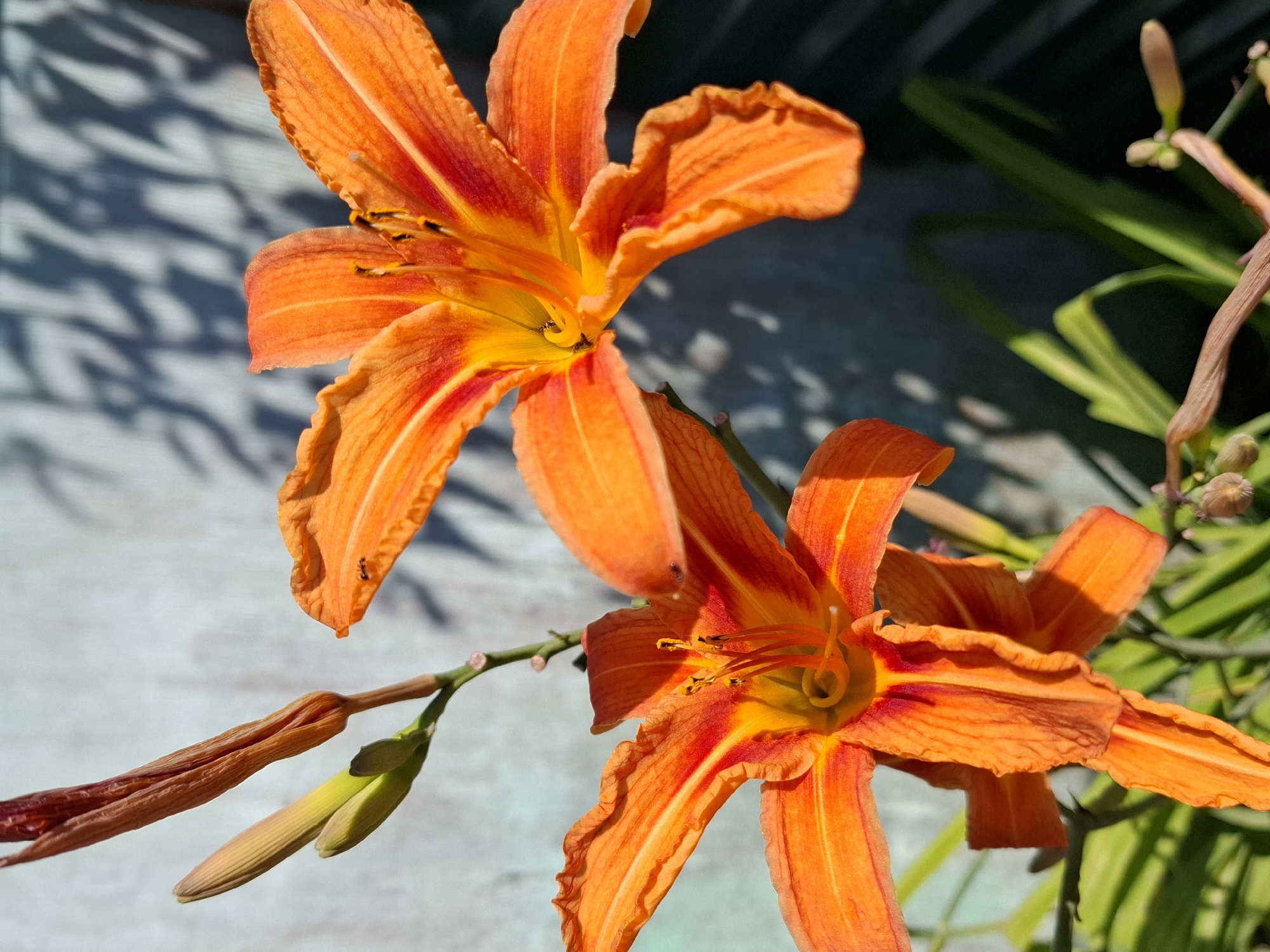 The image shows a close-up view of two vibrant orange lilies in bloom. The lilies are in the foreground, with their petals unfurled and their stamens clearly visible. The sunlight casts a dappled shadow pattern on a light-colored wall in the background. Some unopened buds and green foliage are also visible, suggesting a garden setting. There are two small ants visible on the petals of the lily on the right. The scene appears to be outdoors, with the lighting indicating it is daytime. The specific location is not discernible from the image.