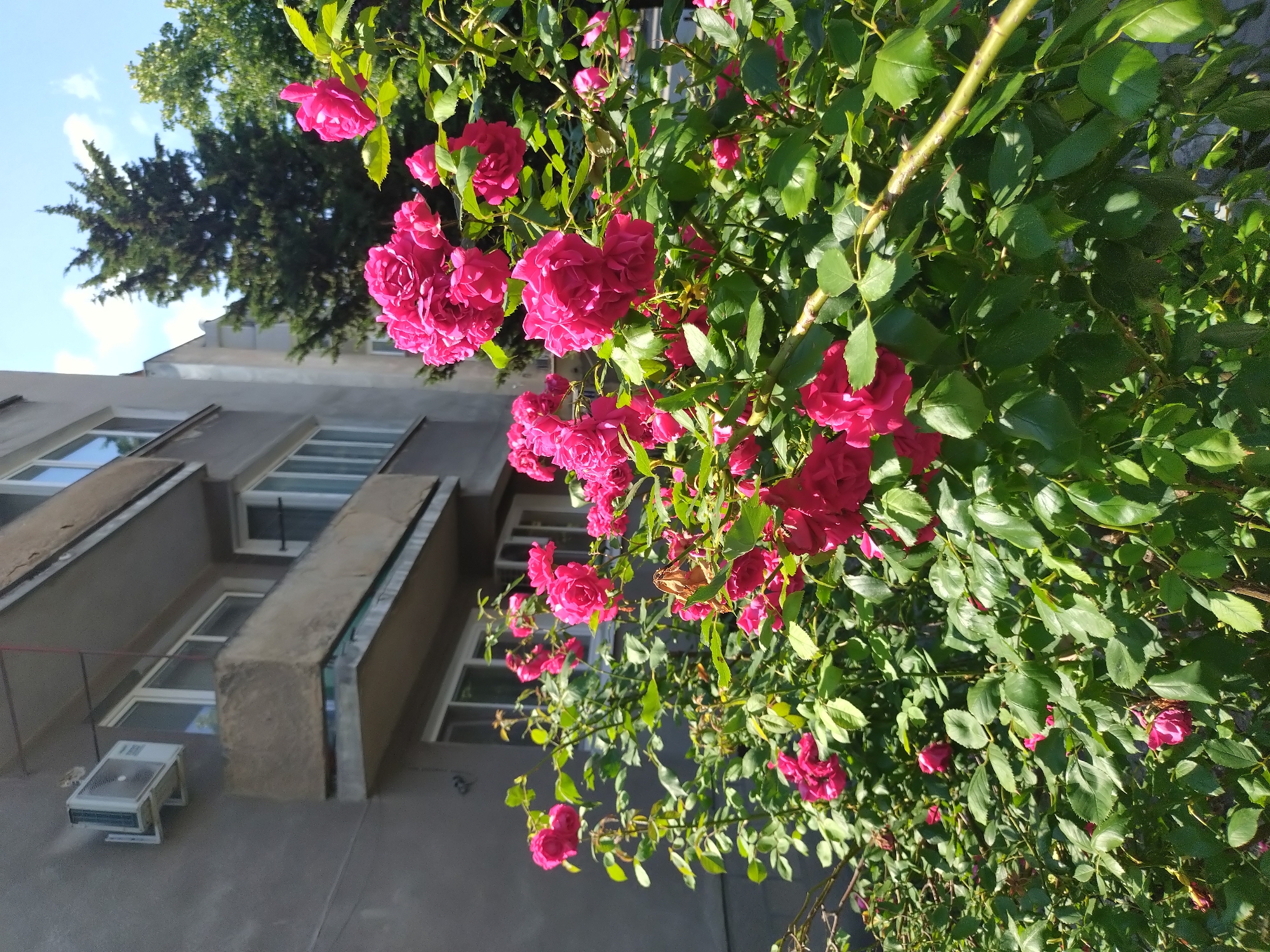 The image, viewed as if upright, depicts a dense, vibrant bush of pink roses in the foreground, reaching towards the sky. The numerous roses are a deep magenta or fuchsia color, appearing in clusters and individually, with rich green leaves and visible thorny stems. The bush occupies the right and central parts of the frame, bathed in direct sunlight.
Behind the flourishing roses, a multi-story building of grey or light brown concrete is visible on the left. It features several rectangular windows with white frames, some reflecting the blue sky. On one of the building's walls, an outdoor air conditioning unit is mounted near the bottom. Above the building and peeking from behind the roses, the dark green canopy of a large tree stands out against the clear blue sky, which contains a few soft white clouds.
The bright illumination and distinct shadows suggest a sunny day, likely morning or late afternoon. No people or specific activities are depicted, emphasizing the natural beauty of the roses contrasting with the urban architecture. No visible text is present in the image. The scene is located in Stara Zagora, Bulgaria.