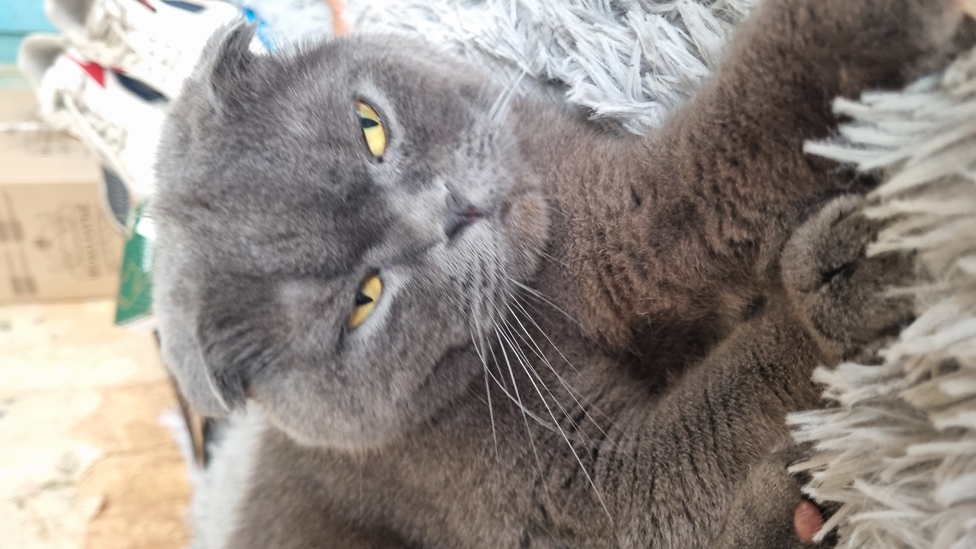 A close-up shot captures a gray Scottish Fold cat lounging on a fluffy gray rug. The cat's ears are folded forward, and its yellow eyes are narrowed, giving it a somewhat grumpy expression. Its white whiskers are prominent against its fur. In the background, out of focus, are some cardboard boxes and a pair of white and red sneakers. The scene appears to be indoors. There is no identifiable information to suggest the location is in the city of Vysokoe, Russia.