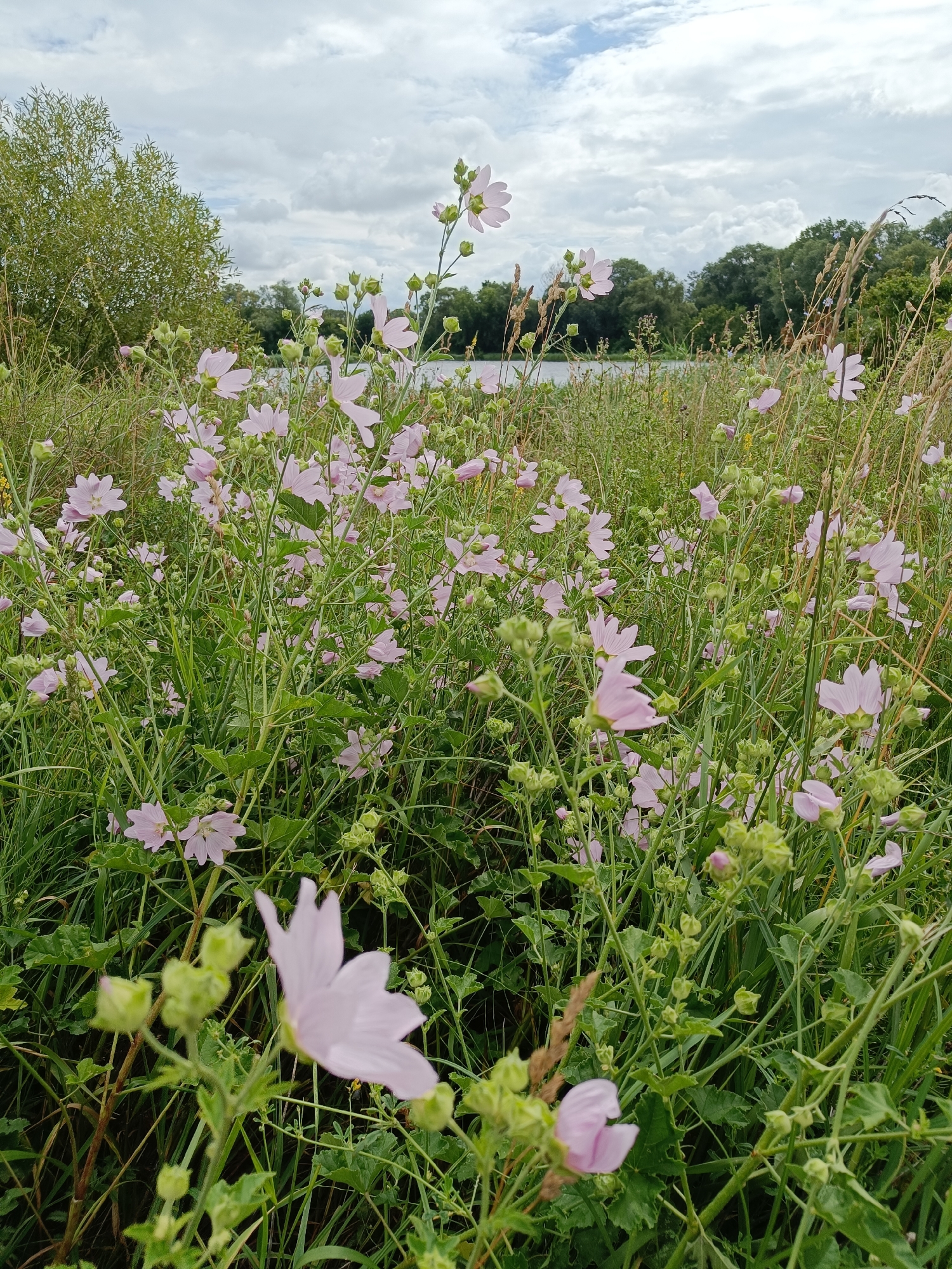 The image shows a close-up view of a field of light pink wildflowers with green stems and leaves. The flowers are in various stages of bloom, with some fully open and others still in bud. In the background, a body of water is visible, bordered by a line of trees. The sky is overcast with clouds. The scene appears to be in a natural setting, possibly a park or meadow. The location is identified as Zhyhalivka, Ukraine. There are no people or animals visible in the image. The focus is on the wildflowers and the natural landscape.
