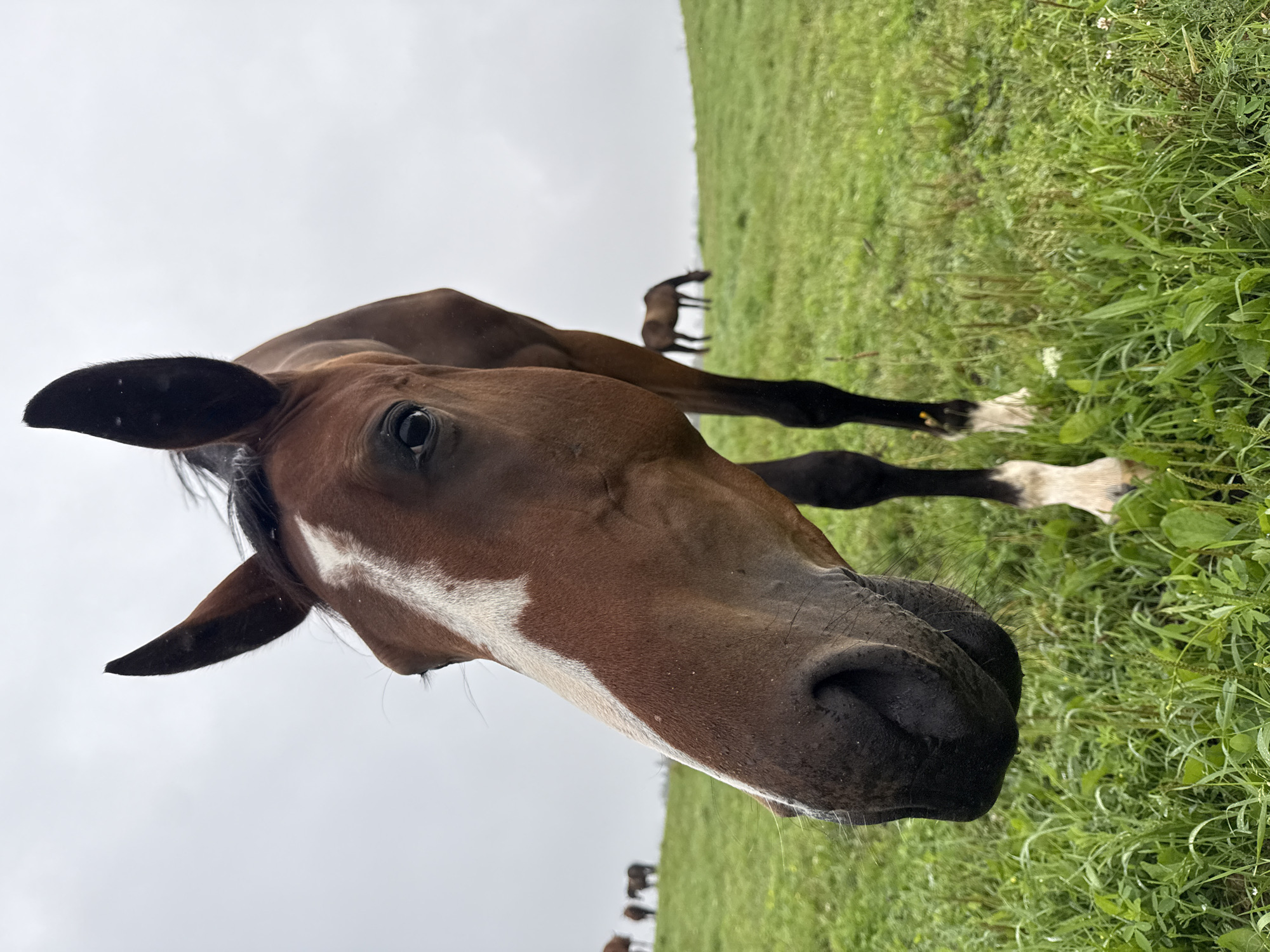 A low-angle, close-up shot focuses on the head of a brown horse with a white blaze down its nose. The horse's ears are pointed forward, and its dark eye is visible. The horse stands in a grassy field under an overcast sky. In the background, other horses are grazing on a gentle slope. The scene is set in the village of Galinė, Lithuania.