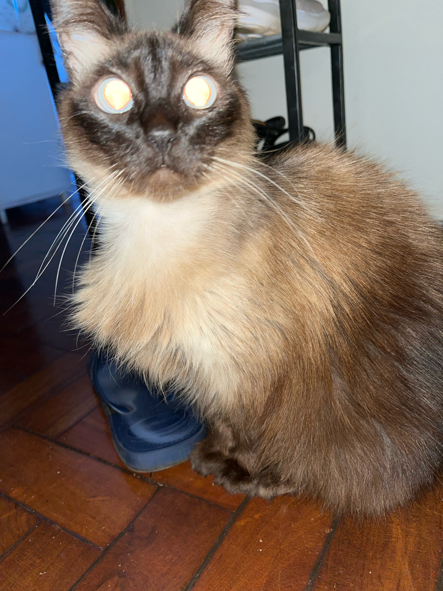 A Siamese cat with glowing orange eyes is sitting on a wooden floor. The cat has dark brown fur on its face and ears, with lighter brown and cream fur on its chest and body. Its whiskers are long and white. The cat appears to be looking directly at the camera. In the background, a dark blue boot is visible on the floor, and a black shelf unit can be seen. The lighting in the image is dim, with the cat's eyes being the brightest point. The scene is indoors, likely in a residential setting. The specific location in the city of Cascavel, Brazil, is not discernible from the image.