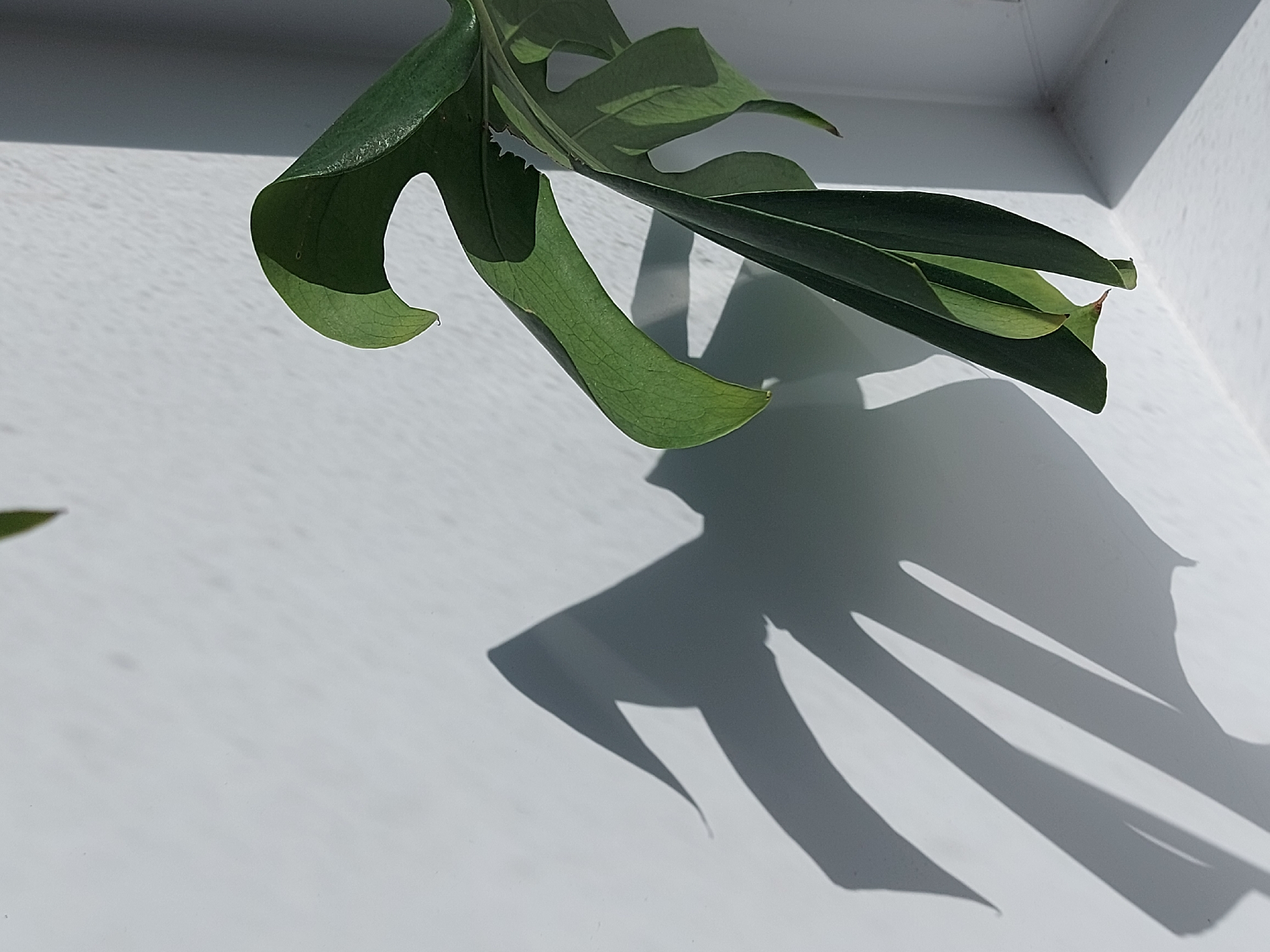 A green Monstera leaf casts a sharp shadow on a white surface, likely a windowsill or counter. The leaf extends from the upper left towards the right of the frame. The location is Chaikovsky, Russia, but nothing in the image confirms or denies this.