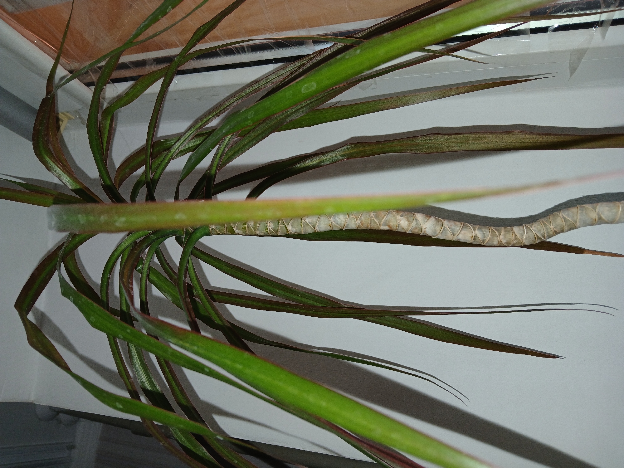 A close-up, low-angle shot focuses on the trunk and leaves of a Dracaena plant, likely a Dracaena marginata, positioned indoors. The plant's rough, light-brown trunk displays a distinctive patterned texture from the removal of old leaves. Long, slender green leaves, tinged with red along the edges, arch outwards from the top of the trunk. The background consists of a plain white wall, creating a stark contrast that emphasizes the plant. Shadows are cast onto the wall by the leaves, suggesting artificial or ambient lighting. The scene is devoid of any human presence. The image appears to be taken in an indoor setting, possibly an apartment or office, in Kryvyi Rih, Ukraine, given the context provided.