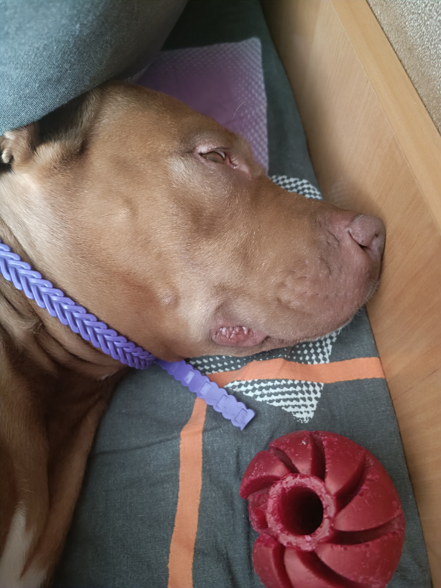 A brown pit bull dog is sleeping on a gray and orange striped blanket. A purple braided collar is around the dog's neck. A red chew toy is on the blanket next to the dog. The background shows a wooden surface and a gray pillow. The scene is indoors in an unknown location.