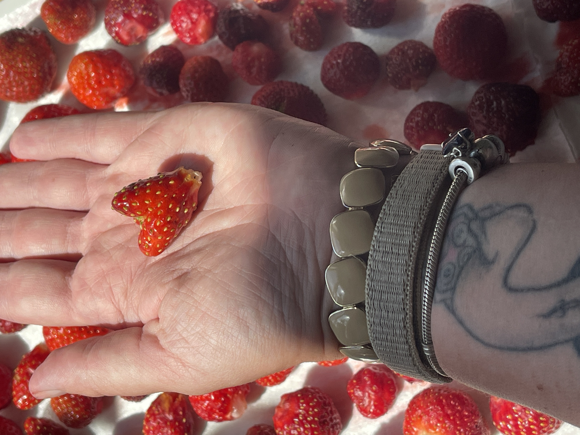 A close-up shot focuses on a person's open palm, holding a single, partially eaten strawberry. The strawberry is bright red with visible seeds. The hand is well-lit, showing textured skin and subtle lines. Surrounding the hand, spread across a white surface, are numerous strawberries in various stages of ripeness, some appearing deep red and others with a more purplish hue. The overall scene suggests an outdoor setting, possibly a sunny day given the strong lighting and distinct shadows cast by the hand and strawberries.
The person is wearing jewelry on their wrist, including a bracelet with several large, rectangular, light-colored beads and a silver charm bracelet. A portion of a tattoo is visible on the arm, depicting swirling, dark lines that suggest a stylized design. The presence of numerous strawberries implies either a harvest, preparation for consumption, or drying. The cropped nature of the image and the focus on the hand and strawberries create an intimate and perhaps domestic feel. No text is visible in the image.