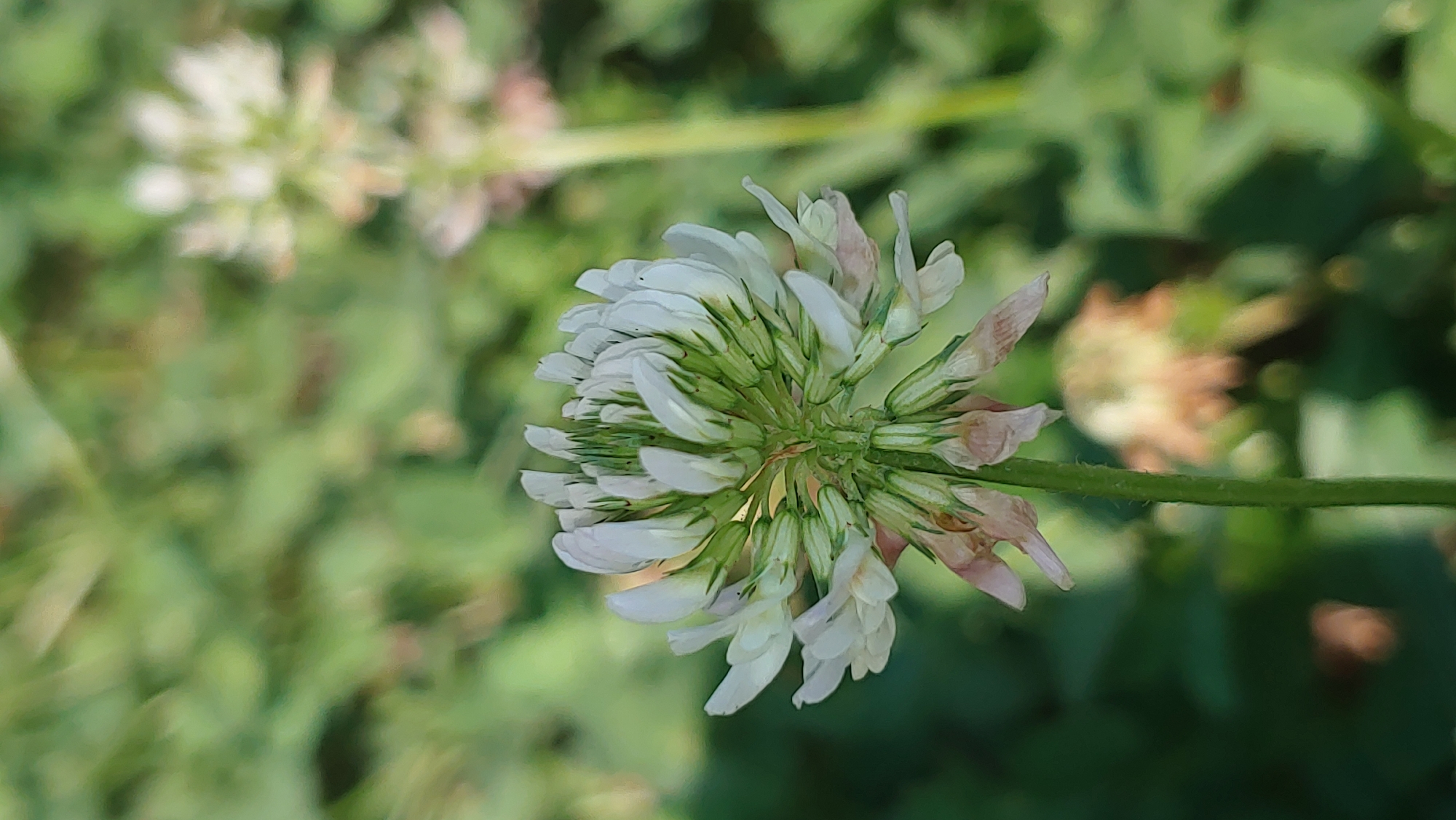 A close-up, vertically oriented photograph features a white clover flower in sharp focus, dominating the foreground. The flower's delicate, white petals are tightly clustered, with some appearing slightly wilted and tinged with pinkish-brown at their bases. Green sepals and stems are visible, supporting the bloom. The stem of the flower extends downwards, out of focus, and is covered in fine hairs. In the blurred background, other clover flowers and green foliage are visible, suggesting a natural outdoor setting. The lighting appears to be natural sunlight, casting subtle shadows and highlighting the textures of the flower. The scene is likely located in a park or a grassy area within the city of Mukachevo, Ukraine, given the typical flora and environment of the region.