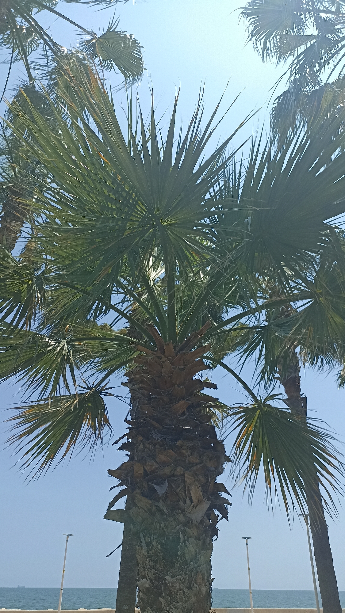 The image presents a vibrant, sunlit outdoor scene, primarily featuring a large fan palm tree viewed from a low angle looking upwards. The central palm tree dominates the foreground with its thick, textured trunk, covered in the remnants of old fronds, and its numerous green, spiky fronds fanning out against the bright sky. Sunlight filters through the dense foliage, creating a dynamic play of light and shadow on the leaves.
Several other palm trees are visible in the background and to the sides, contributing to the tropical setting. The sky is a clear, brilliant blue, indicating fair weather and strong sunshine, with a notable glare from the sun in the upper central area.
In the lower portion of the image, a serene body of water, likely the sea, stretches horizontally, separated from the foreground by a low, light-colored wall or barrier. Two slender, light-colored lampposts or streetlights with cylindrical tops stand along this barrier, one in the lower left and another partially visible to the right. Faint shapes of what might be distant ships are discernible on the horizon. There are no people visible. The scene evokes a warm, coastal atmosphere, typical of a promenade or beachfront location during a bright day.