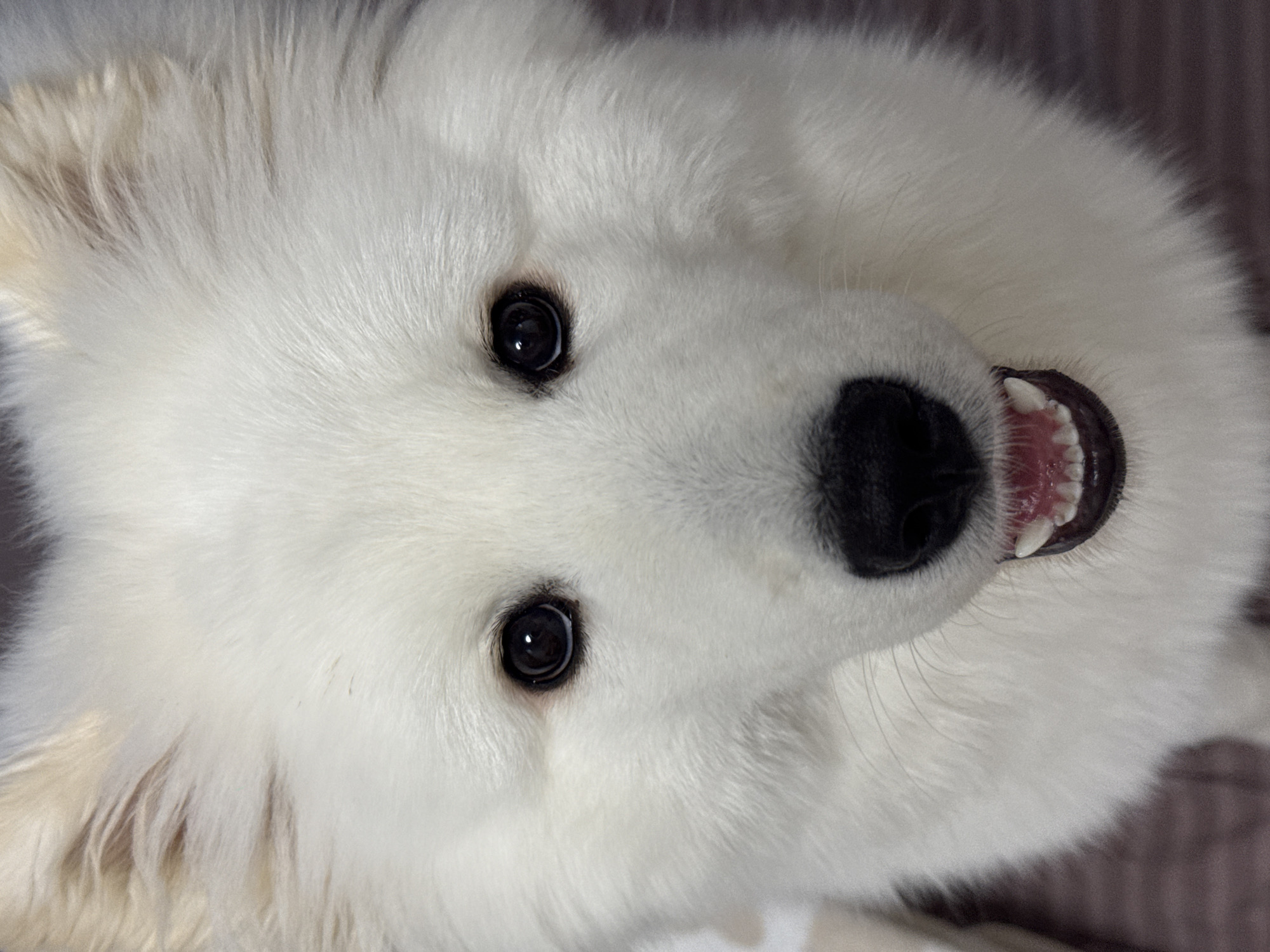 A close-up, high-angle shot captures the head of a fluffy white dog, likely a Samoyed or similar breed, looking directly upwards at the camera. The dog's face is dominated by its thick, pristine white fur. Its dark, round eyes are wide and reflective, showing a glint of light. A prominent, shiny black nose is centered on its face. The dog's mouth is slightly open, revealing small, white teeth and pink gums, contributing to an expression that appears eager, happy, or playful. The background is softly blurred, suggesting a shallow depth of field and an indoor setting. There are no specific location cues visible within the image itself, but the context provided places this media file in Chaikovsky, Russia. No text is visible.