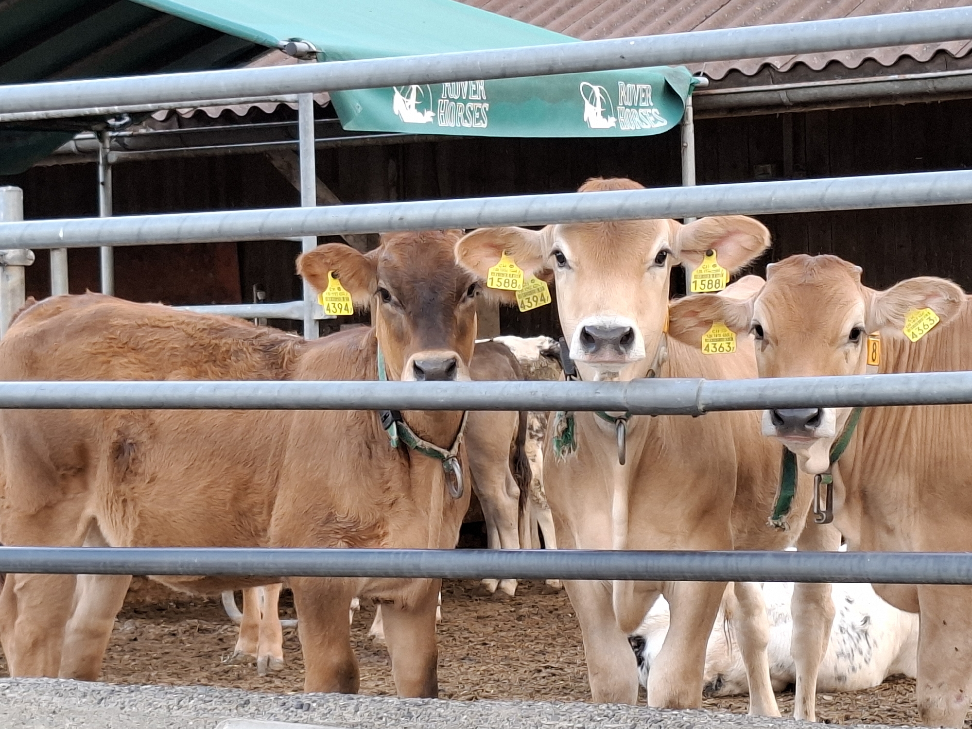 In Hochdorf, Switzerland, three brown calves stand behind metal railings in an outdoor enclosure. The calves have yellow ear tags with numbers. The enclosure is covered by a green tarp. The ground is covered with tan bedding. In the background, there is a wooden building with a corrugated roof.