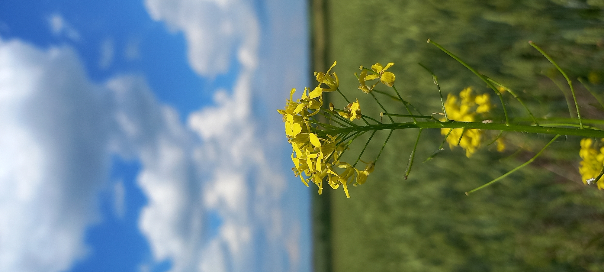 A close-up, vertical shot features a cluster of small yellow flowers on a green stalk in the foreground. The stalk has several thin green stems branching off it, some with remnants of undeveloped flowers or seed pods. The flowers are grouped at the top of the stalk, with more visible further down. The background is a soft-focus, green field, likely crops, stretching to the horizon. Above the field, a bright blue sky is dotted with fluffy white and grey clouds. The image has a shallow depth of field, with the flowers in sharp focus and the background blurred. The scene is outdoors, likely in a rural or agricultural area, under a cloudy sky. No people or specific urban features are visible, so a specific location within Kryvyi Rih, Ukraine, cannot be determined from the image alone.