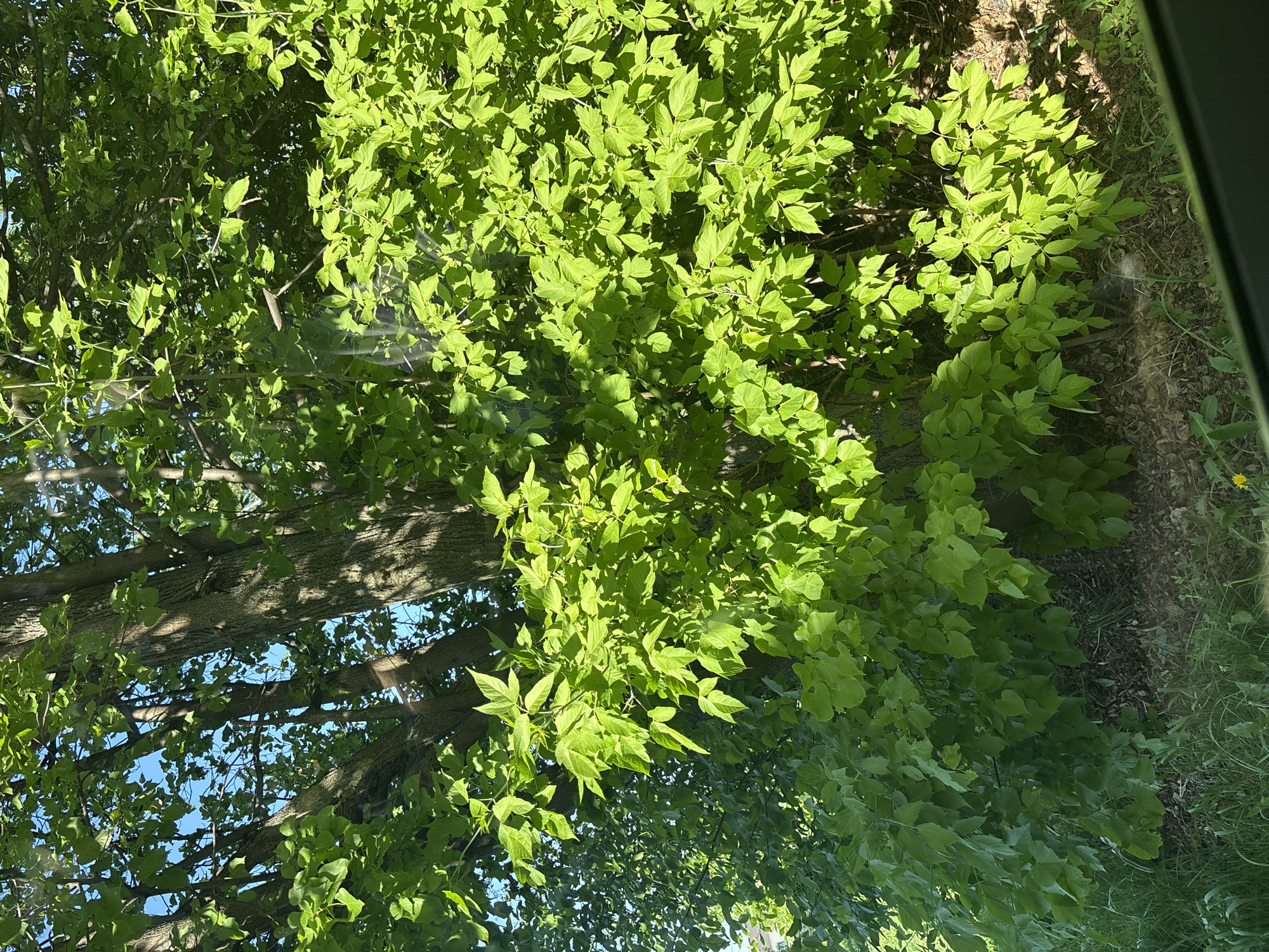 The image shows a view looking upwards through a tree canopy. Thick branches are visible, interspersed with green leaves. Sunlight filters through the leaves, creating dappled light and shadows. Patches of blue sky are visible between the branches. The location is Горный, Russia, but the specifics about the scene cannot be determined from this image. The image does not contain any people or actions, nor does it depict interactions between subjects.