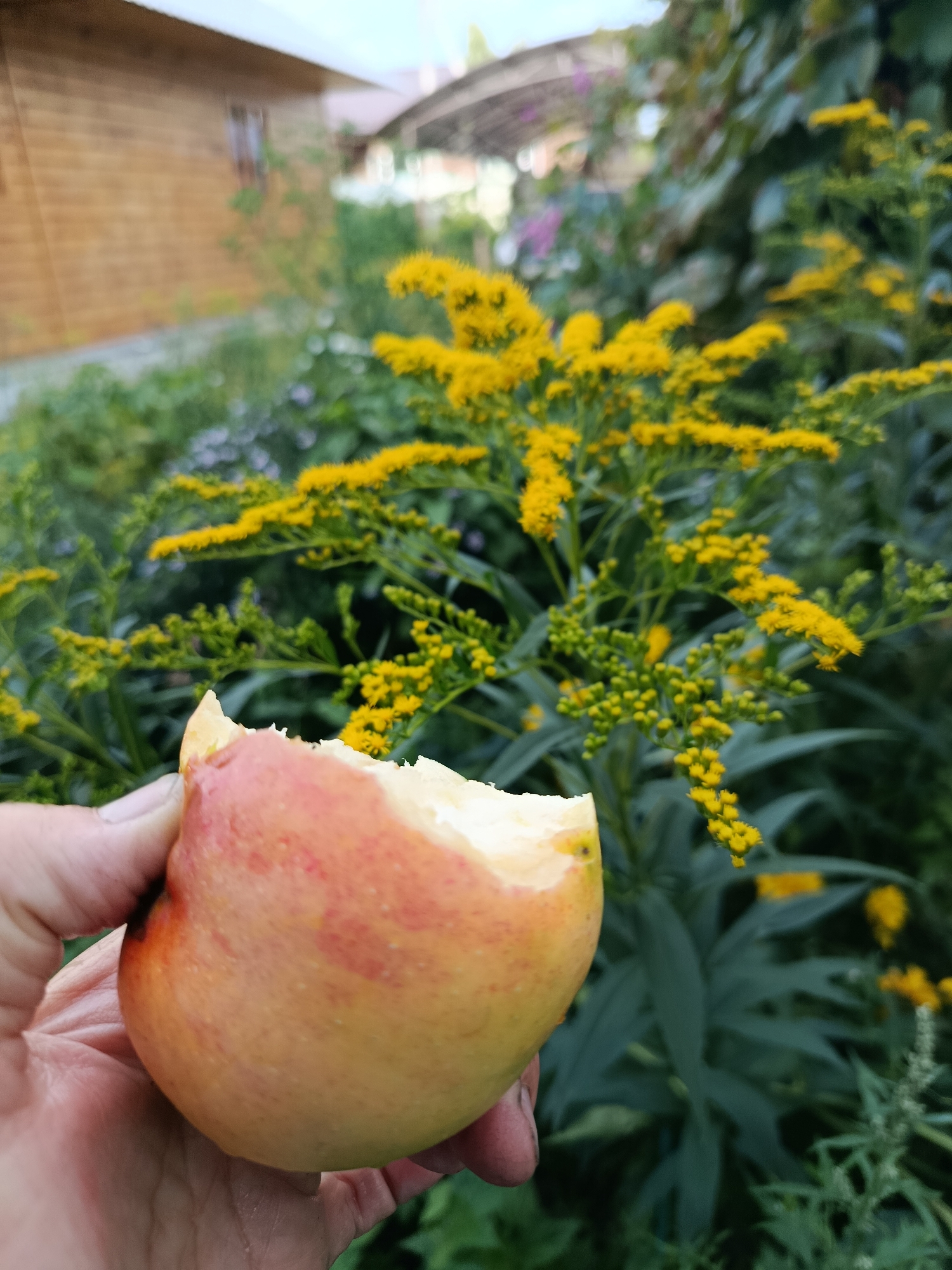 An apple, partially eaten, is held in a person's hand in the foreground, with a cluster of bright yellow flowers in the background. Behind the flowers, a wooden building with a light-colored roof is visible, suggesting an outdoor setting. The overall scene appears to be in a garden or natural environment, possibly in the city of Vereya, Russia, given the context.
