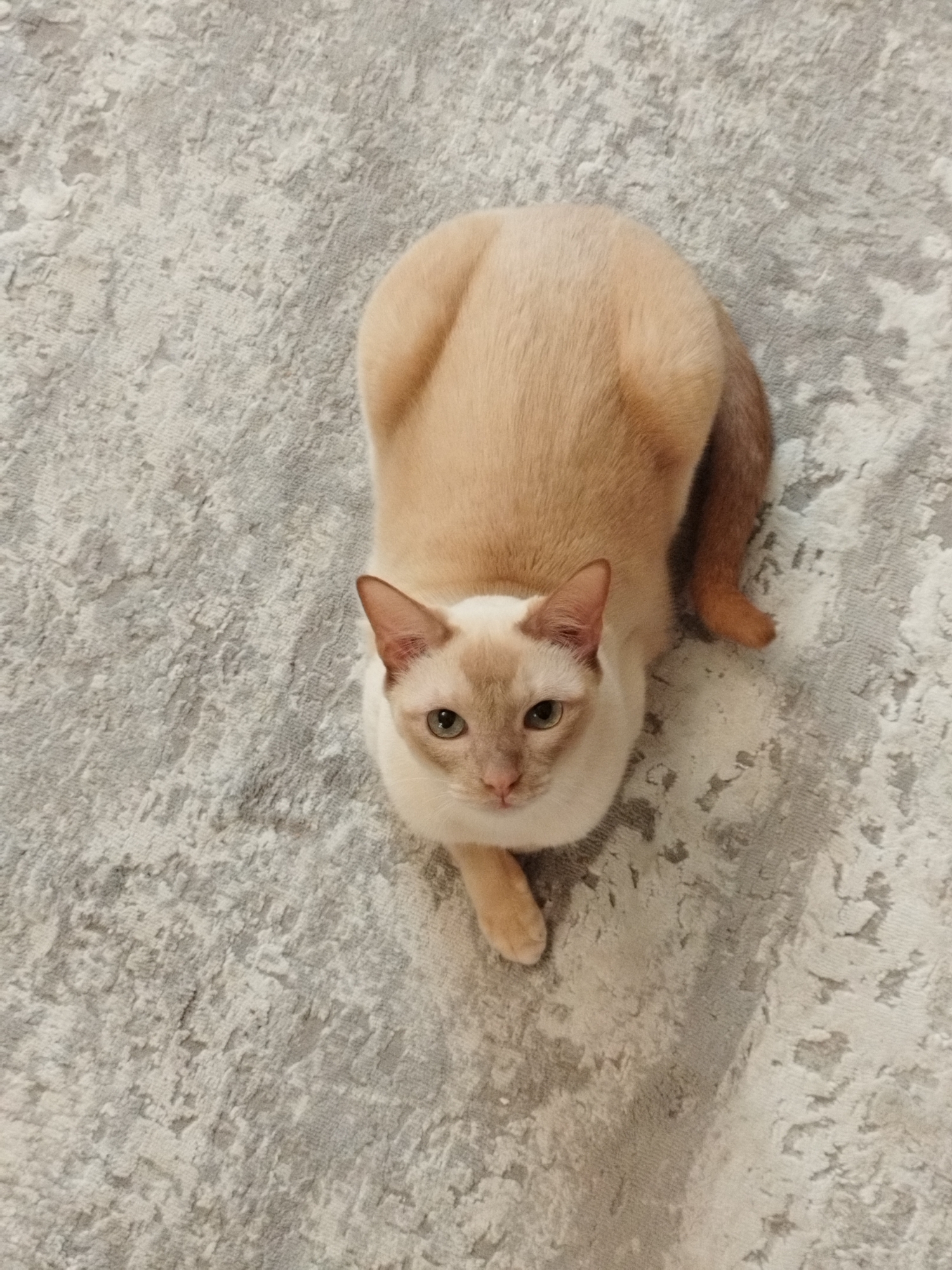 A light brown cat with darker brown points is lying on a textured gray rug, looking directly at the camera. The cat's fur is short and appears soft. Its eyes are green, and its ears are pointed. The rug has a patterned texture with lighter and darker gray tones. The lighting suggests it is indoors, possibly in a home environment. There is no visible indication of the specific location within Saint Petersburg, Russia, or any people or other objects in the scene.