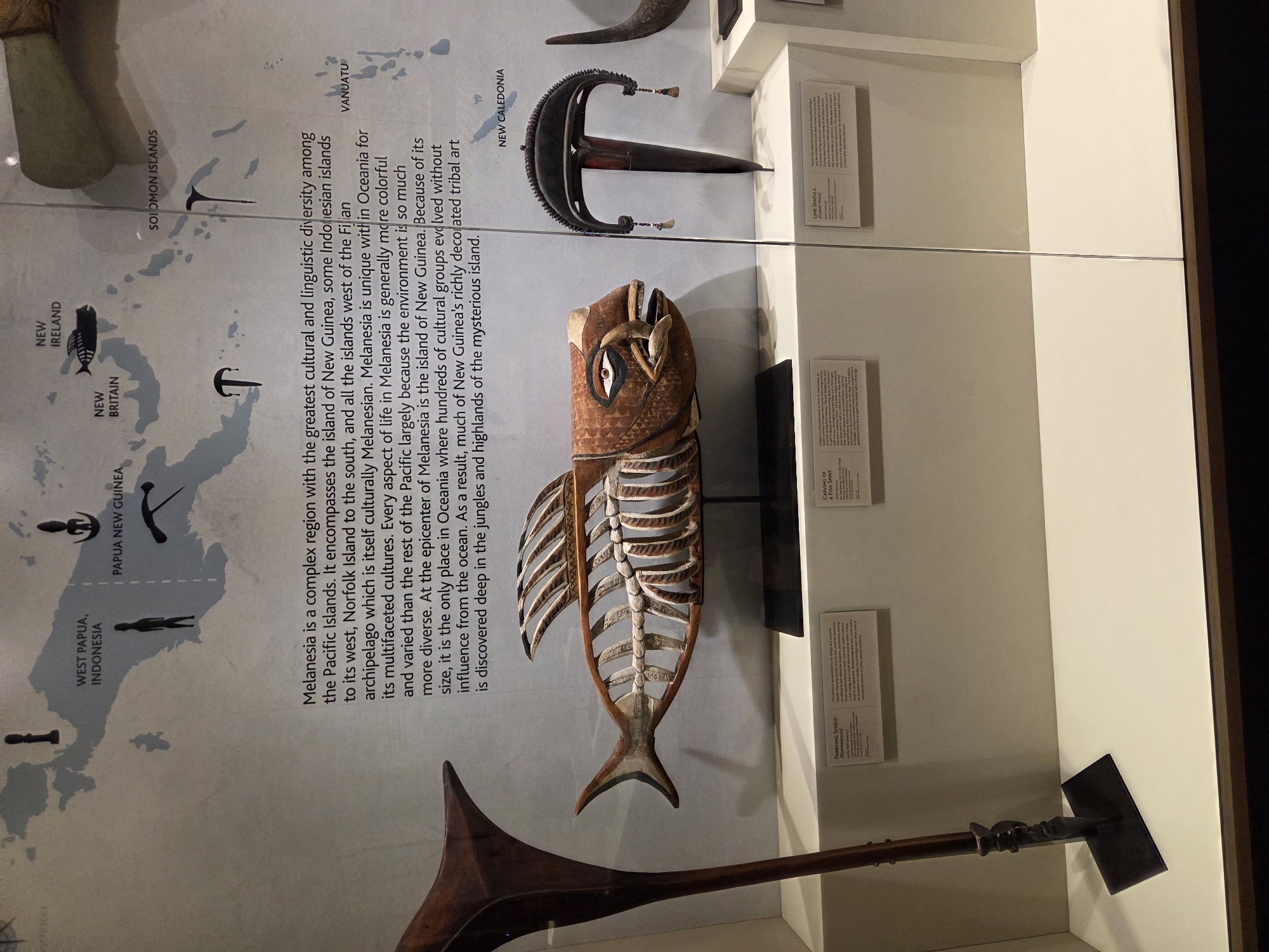 The image displays an exhibit within the Bowers Museum in Santa Ana, California. The exhibit features artifacts from Melanesia, presented on a light-colored wall with a map of the region in the background. Prominently displayed objects include a wooden fish carving with an exposed ribcage, a tall, dark wooden implement resembling a horn, and a dark, T-shaped object with decorative elements. Labels are visible beneath some of the artifacts, providing information about their origin and historical context. The overall environment is a museum display case, suggesting a controlled and curated setting for viewing historical and cultural objects.