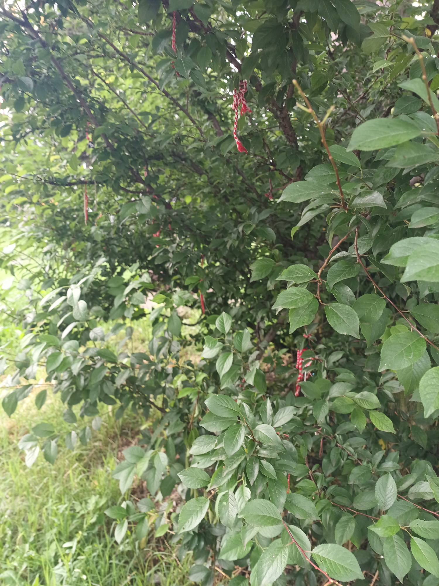 The image depicts a tree or bush with dense green foliage, adorned with multiple red and white intertwined tassels, known as "Martenitsa" in Bulgarian culture. These are traditional ornaments worn in March to celebrate the coming of spring. The location is likely in Burgas, Bulgaria, given the cultural significance of the Martenitsa. The vegetation appears to be growing near a grassy area, possibly alongside a street or in a park. The scene is outdoors and seems to have been photographed during the daytime.