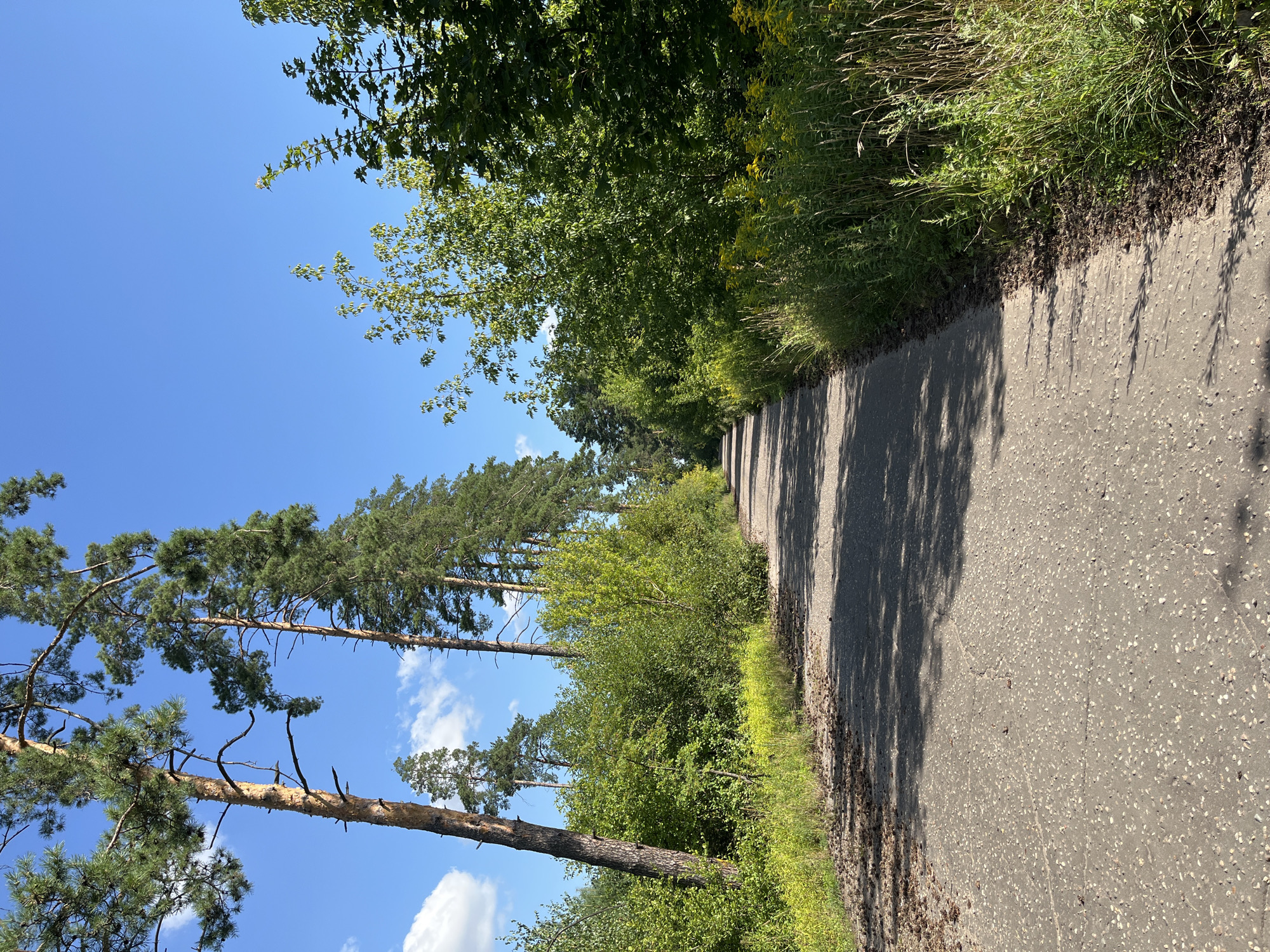 The image shows a paved path winding through a wooded area under a clear blue sky. Tall, slender pine trees with sparse green needles line the left side of the path, their rough, reddish-brown bark contrasting with the smooth grey pavement. To the right, a dense growth of deciduous trees and shrubs creates a wall of lush green foliage, interspersed with patches of bright yellow wildflowers. The path itself is asphalt, showing signs of wear and tear with visible cracks and a speckled texture. Shadows from the trees cast dappled patterns across the ground. The scene depicts a natural, somewhat wild environment within a city, possibly a park or a less developed area. Given the description of Balashikha, Russia, as a city with significant forest areas, this scene is consistent with such a location. There are no people or animals visible in the image.