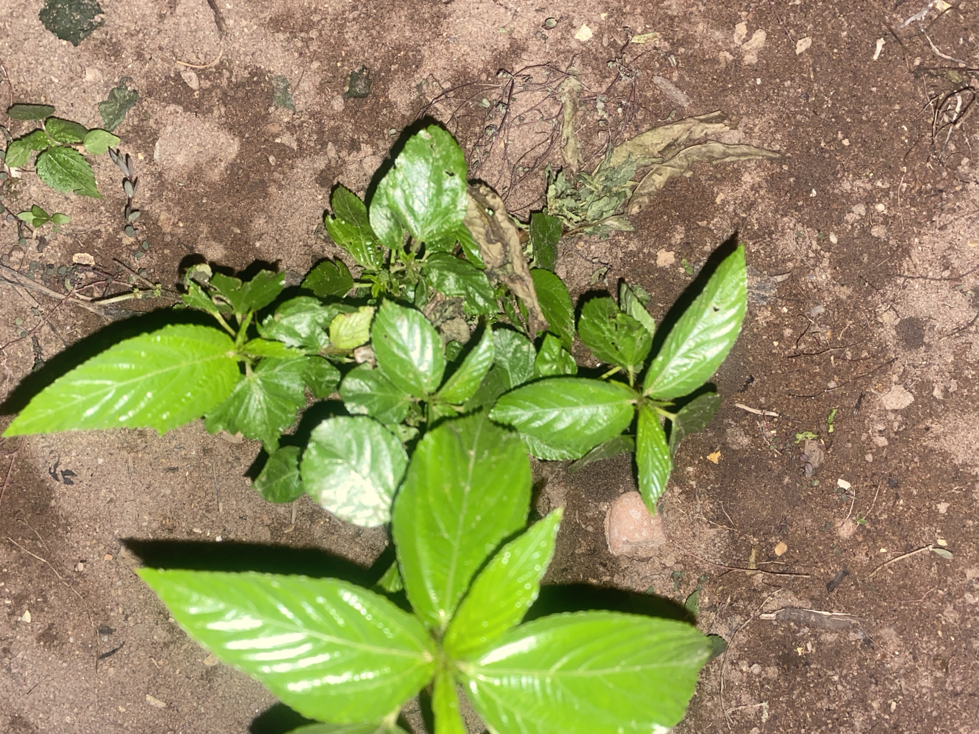 The image shows a close-up, overhead view of several small green plants growing in the dirt. The plants have bright green, glossy leaves with visible veins. Some of the leaves are broad and ovate, while others are more elongated and pointed. There are also dry, brown leaves and thin, dead twigs scattered among the living plants. The ground appears to be sandy or loamy soil, with small pebbles and bits of organic matter. A single, light-colored stone is visible to the right of one of the plants. The lighting suggests it may be nighttime or a shaded area, as there are distinct shadows cast by the plants, particularly the large leaf in the foreground. There is no visible text in the image. The scene is natural and appears to be an outdoor setting, possibly a garden or uncultivated area. The focus is entirely on the plants and their immediate environment.