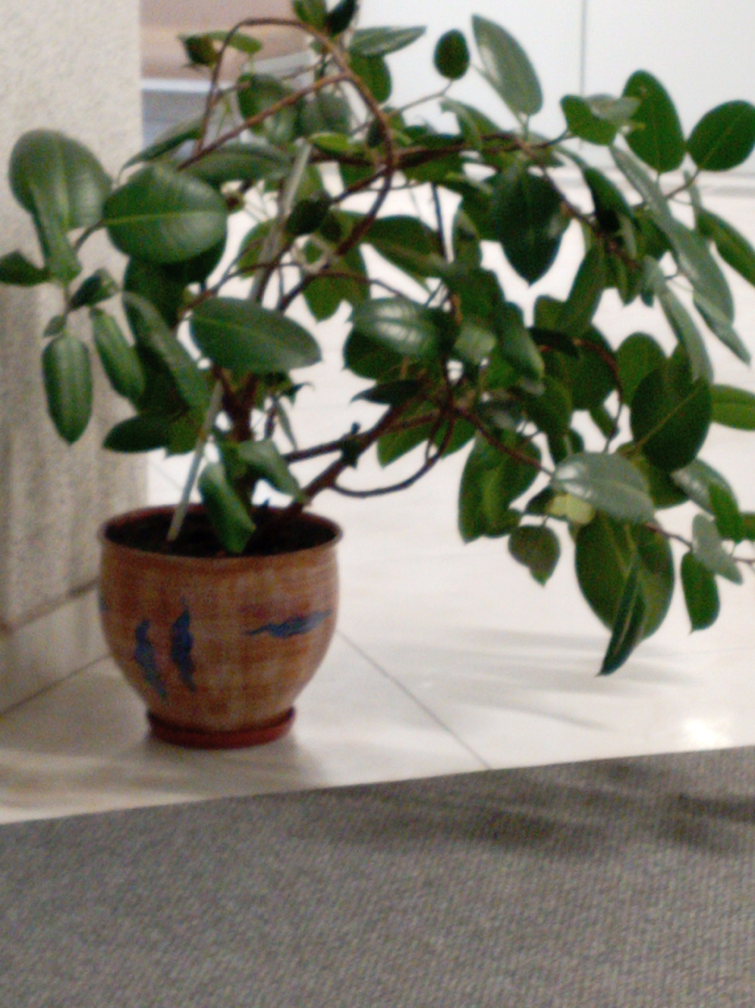 A potted plant sits on a ledge. The plant has dark green leaves and brown stems. The pot is brown with blue accents. The ledge is white and appears to be made of tile. The foreground is gray, possibly carpet. The location is unknown.