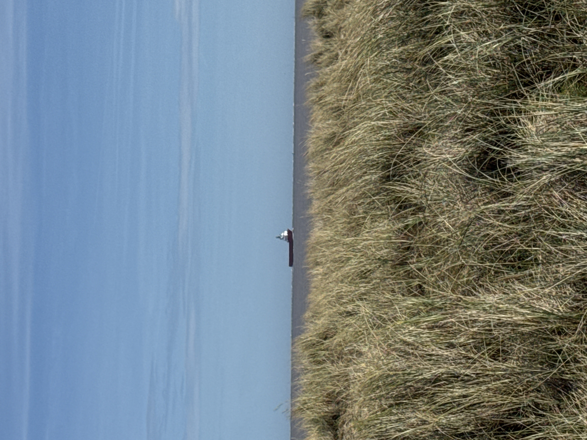 A landscape photograph taken on a sunny day in Gorleston-on-Sea, United Kingdom. The composition is vertically oriented, with the left third showing a clear blue sky with subtle cloud streaks. The middle section features a calm body of water, likely the North Sea, with a small cargo ship visible in the distance. The right third of the image is dominated by dune grass, its color ranging from tan to light green, and appears dense.