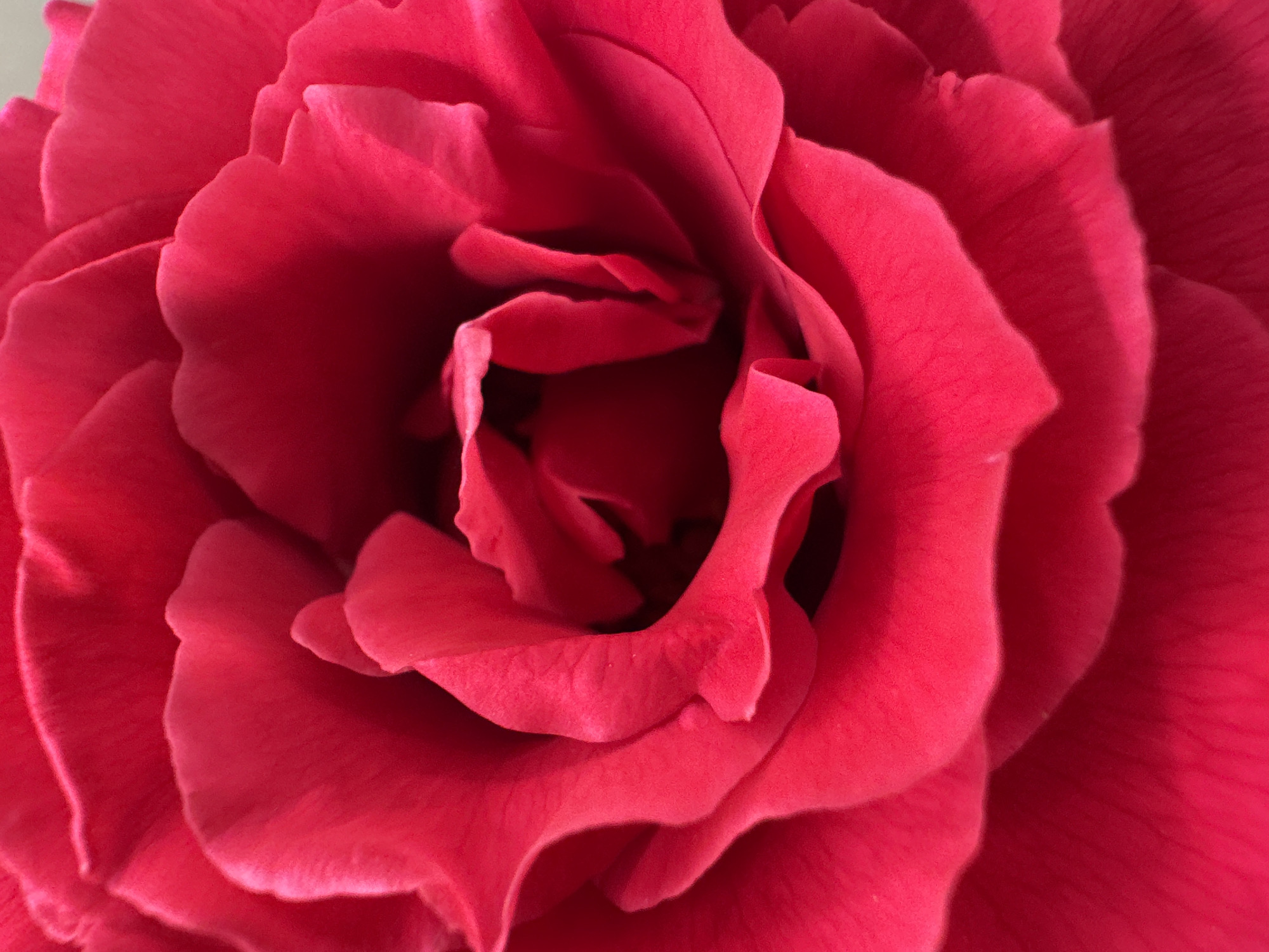 A close-up, overhead shot focuses on the vibrant pink petals of a rose. The petals are layered and ruffled, creating a sense of depth and texture. The lighting highlights the soft curves of the petals and casts subtle shadows, emphasizing their delicate nature. The image appears to be a photograph of a rose in a garden or indoor setting, with no specific details about Mikhaylovsk, Russia, being discernible from the visual content.