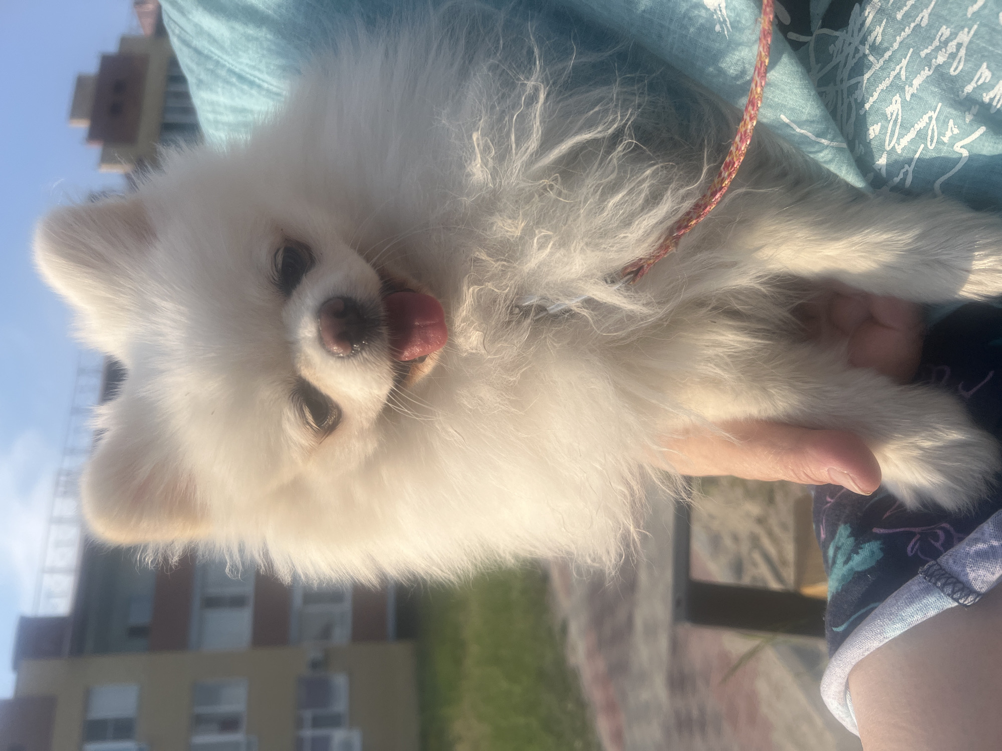 A close-up, eye-level medium shot captures a fluffy white Pomeranian dog held by a person. The dog is looking towards the viewer with its tongue slightly out. The dog is white and has a fluffy coat. It is wearing a thin red and yellow leash around its neck. The person holding the dog is partially visible, with their arm and hand supporting the dog. They are wearing a black and blue patterned shirt. The background shows a blurred view of a building and a grassy area, suggesting an outdoor urban environment. The lighting suggests it is daytime with the sun casting shadows.