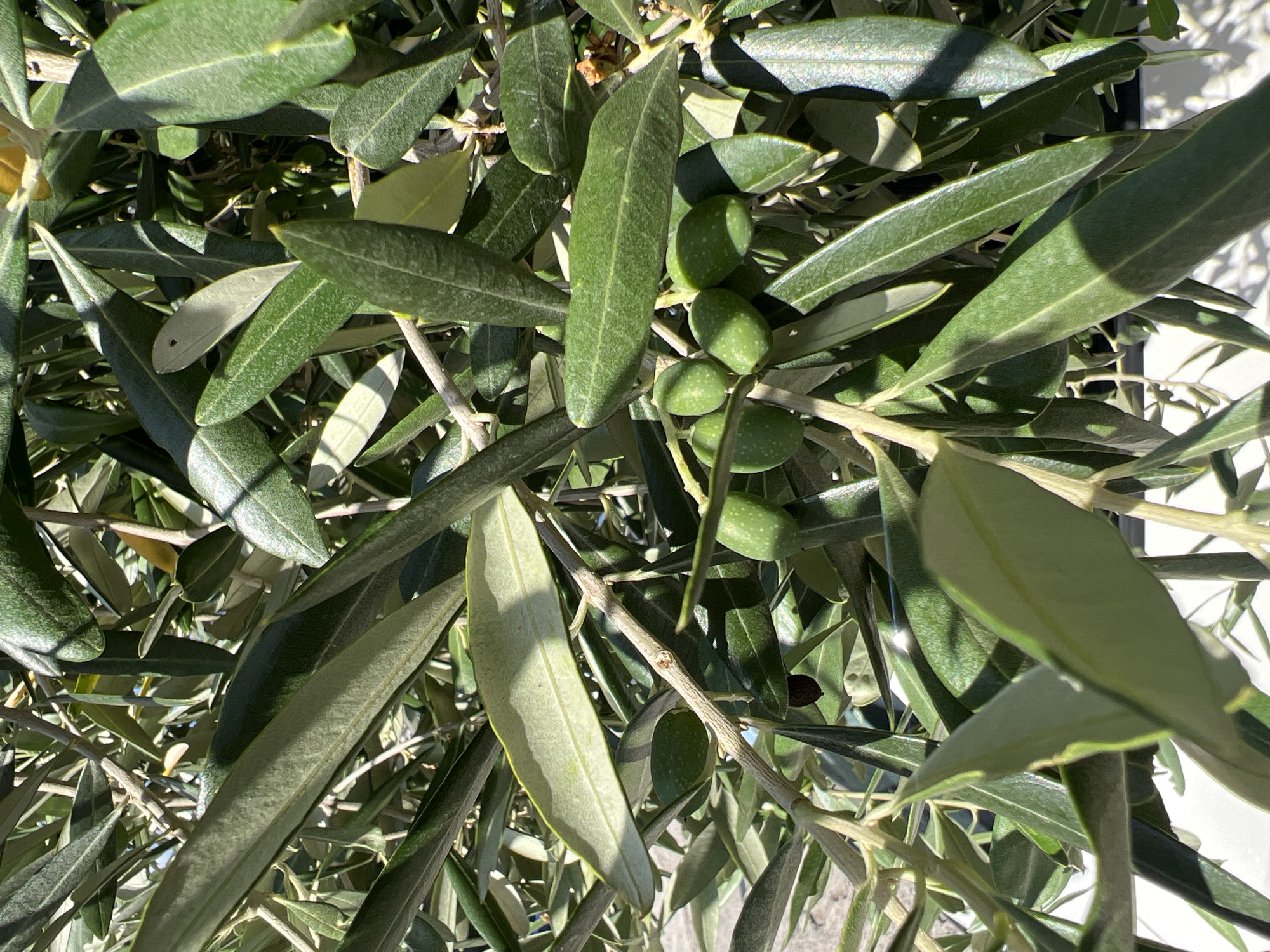The image is a close-up, sunlit shot of an olive tree branch with unripe olives. The leaves are a vibrant green, with some catching the sunlight, creating a dappled effect and casting shadows. The olives are small and round, clustered on the branch. A few thin branches are visible, with one in focus in the foreground. The background is blurred, suggesting a shallow depth of field, but hints at a bright, outdoor setting, possibly a garden or orchard. The overall impression is one of natural abundance and the warm, sunny conditions of a Mediterranean climate. The time of day appears to be daytime, with strong sunlight. There is no visible text in the image. The location context of Budva, Montenegro aligns with the presence of olive trees.