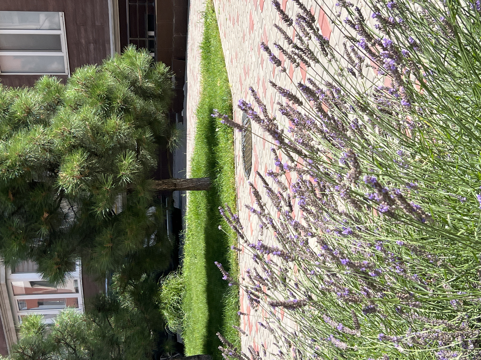This is a vertical, medium-shot photograph of a paved courtyard with a foreground of blooming lavender plants. The lavender, in shades of purple and green, dominates the lower half of the image, its stalks and flower spikes creating a dense, textured screen. Beyond the lavender, a pathway of light-colored pavers with red accents winds diagonally from the lower right to the mid-left. A circular metal manhole cover is visible on the paving stones near the center of the image. In the middle ground, a manicured lawn with a distinct shadow is situated behind the pathway. Two mature pine trees with dense, green foliage stand on either side of the lawn, with one tree trunk visible on the left and another on the right. Behind the trees and lawn, a modern, multi-story building with dark brown siding and white-framed windows is visible. The building has a clean, contemporary architectural style. The scene appears to be an outdoor area in a residential or commercial complex, possibly within the city of Kryzhanivka, Ukraine, given the context. The lighting suggests it is a sunny day. No people are present in the frame.