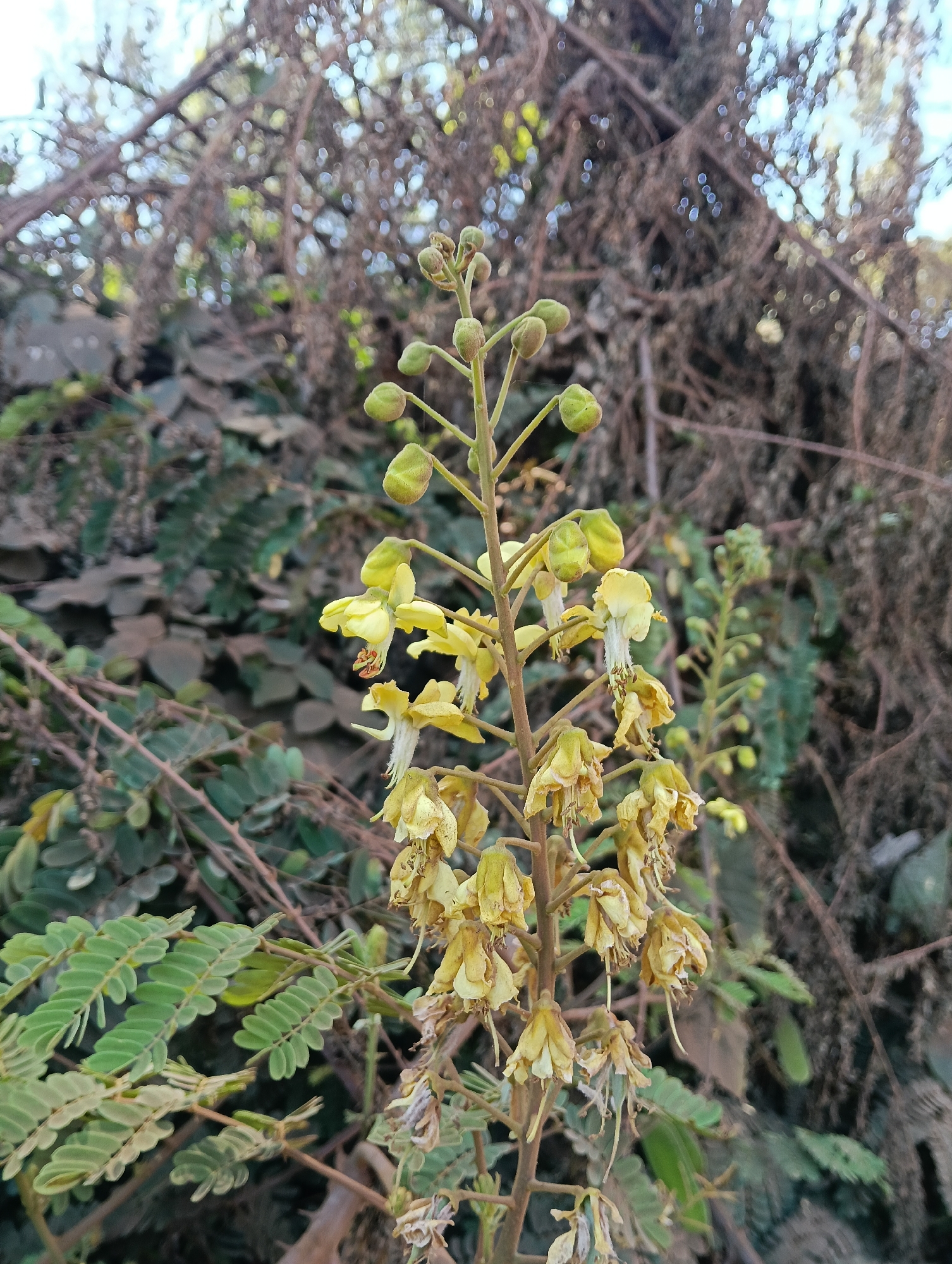 A close-up, vertical shot captures a flowering branch of a plant in Keekonyokie ward, Kenya. The plant features delicate, pale yellow flowers with some withered blooms and unopened buds. The flowers hang in clusters from a central stalk. To the left of the main flowering stalk, a branch with compound leaves, each leaflet oval-shaped and green, is visible. The background is filled with a dense arrangement of dry, brown, twiggy branches and foliage, creating a textured, out-of-focus backdrop. The lighting suggests it is daytime, with soft light illuminating the plant.