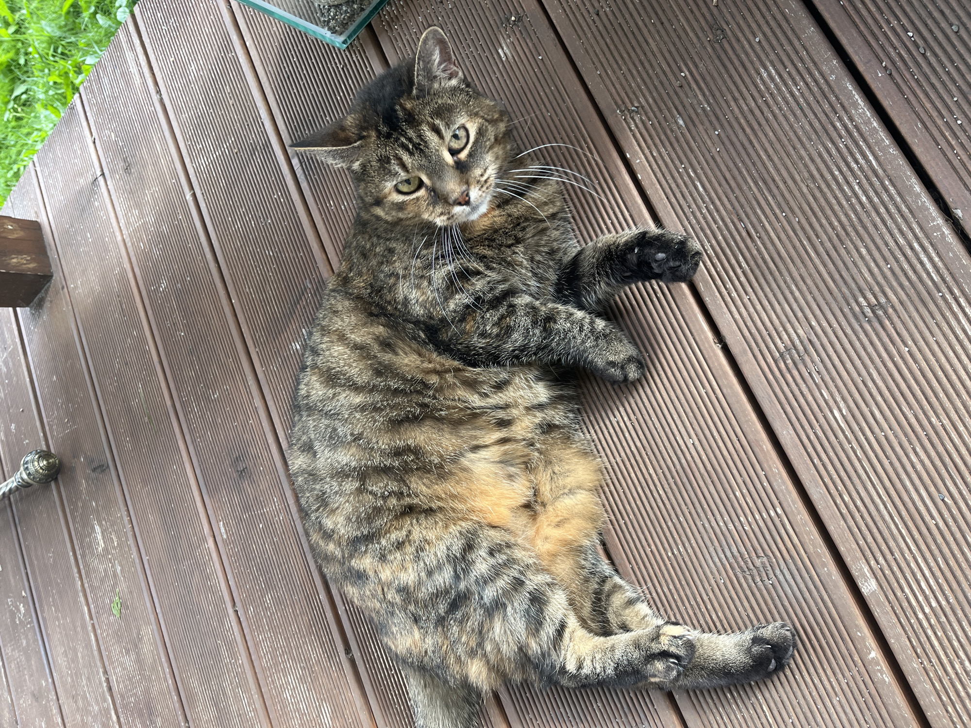A tabby cat with brown, black, and orange markings lies on a wooden deck. The cat is facing the viewer and looking slightly to the right. The deck is made of brown wooden planks with visible grain and texture. In the background, green grass is visible, suggesting an outdoor setting. There is also a portion of a clear glass object with small stones inside on the right side of the image. The scene does not contain any identifiable landmarks that would place it specifically in Vladimirovka, Russia.