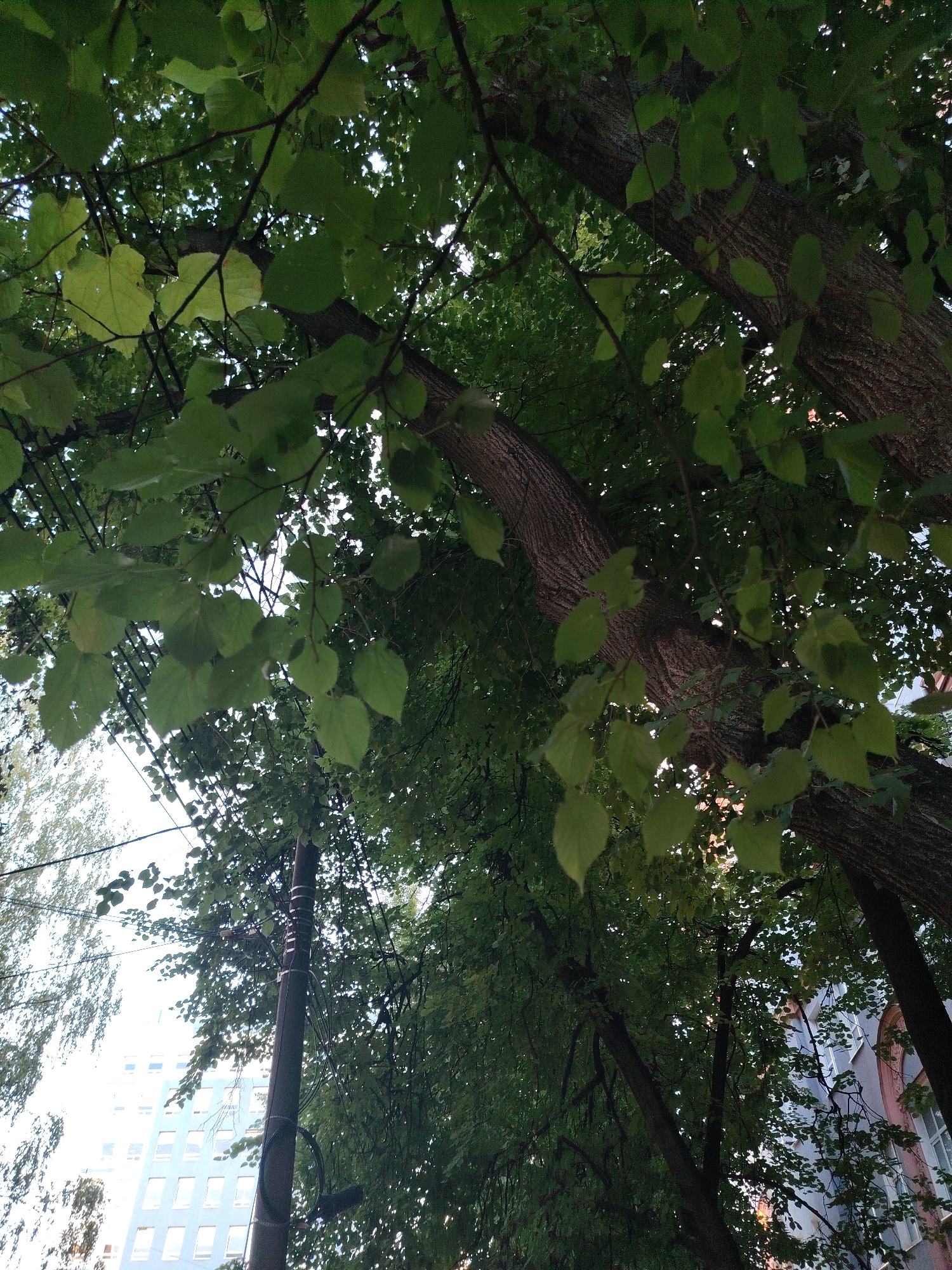 The image shows a view looking upwards through the canopy of large trees onto a street scene in Nizhny Novgorod, Russia. The trees are leafy and green, obscuring much of the sky. In the background, several buildings are visible, including a light blue, multi-story building with numerous windows and a darker building with architectural detailing. A utility pole with wires is prominent in the foreground, partially covered by tree branches. The overall impression is a dense urban environment with significant tree coverage.