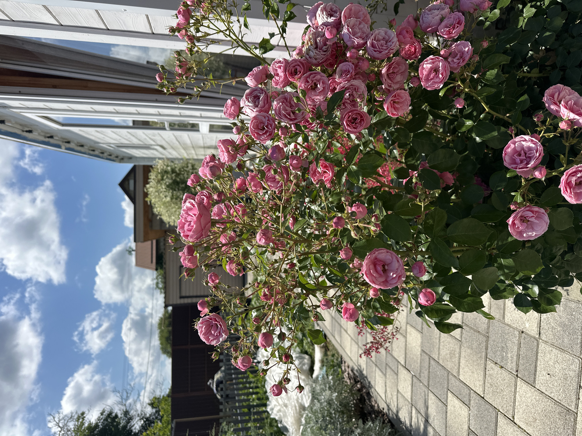 The image shows a close-up view of a dense cluster of pink roses in full bloom. The roses vary in size and stage of opening, with some fully blossomed and others still in bud. They are set against a backdrop of lush green leaves. In the background, a white-paneled building with open windows is visible, reflecting a blue sky with scattered white clouds. The scene appears to be outdoors on a sunny day. A paved walkway made of light-colored rectangular tiles runs along the bottom right of the image. The overall impression is one of a vibrant, summery garden. No people or text are visible in the image. The orientation of the image is such that the sky appears on the left and the roses on the right, suggesting it might have been taken with the camera held vertically.