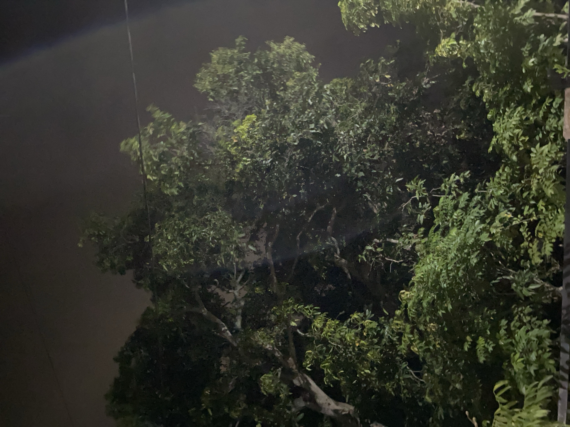 The image shows a dense canopy of leafy trees against a dark, cloudy night sky. A thin, dark horizontal line, likely a power line, is visible across the upper portion of the frame. The lighting suggests artificial illumination from below or the side, casting shadows and highlighting some of the foliage. The scene appears to be an outdoor environment, possibly a residential area or park in Lambaro Kueh, Indonesia, given the presence of mature trees common in tropical climates. There are no people or discernible man-made structures other than the power line.