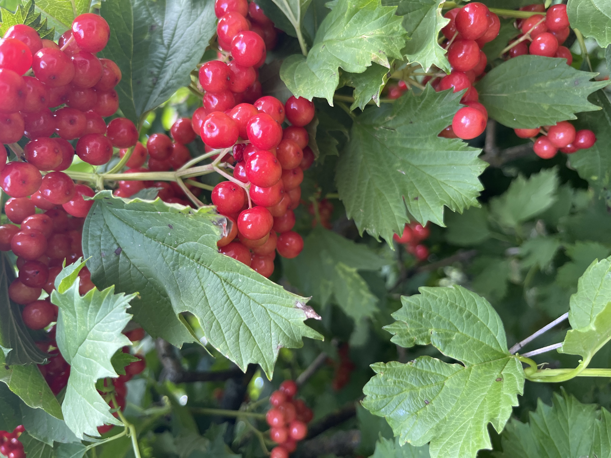 The image depicts a close-up view of clusters of bright red berries hanging from a shrub with green leaves. The berries are small, round, and appear to be ripe, with a glossy surface. The leaves are lobed and have serrated edges. The background is a blur of green foliage, suggesting an outdoor setting. There are no people or animals visible in the image. The scene is devoid of any specific landmarks that would indicate its location in Fedorovka, Russia.