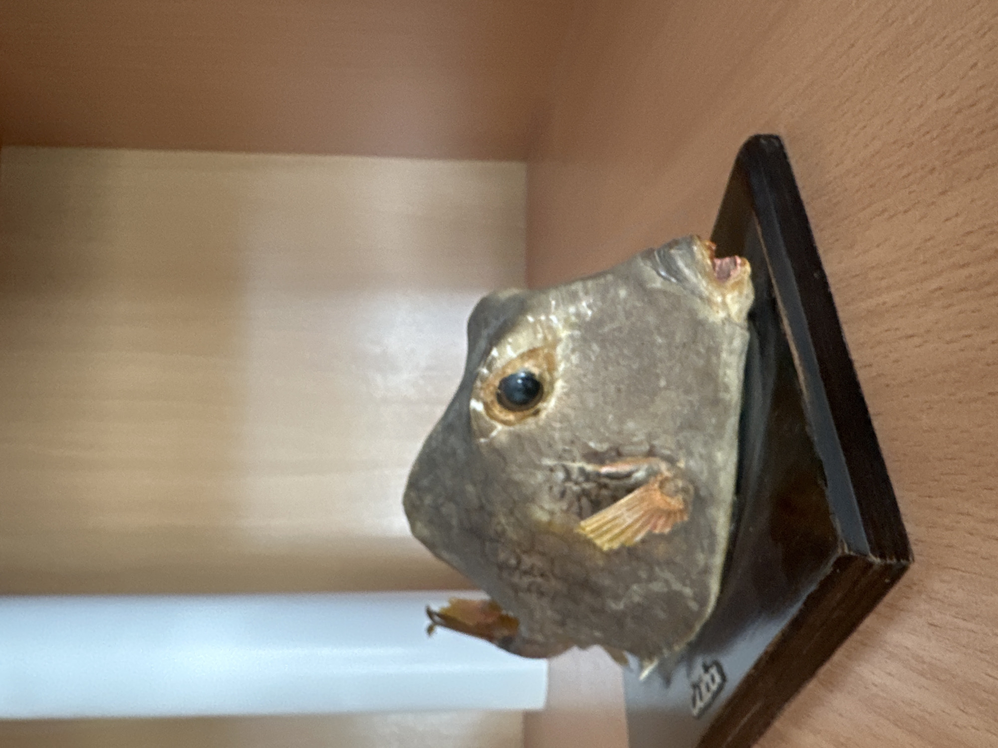 The image shows a taxidermied fish head mounted on a dark brown plaque. The fish is a gray-brown color and has a visible eye, fin, and small appendage. The fish head is mounted in a wooden cabinet. A white horizontal object is visible in the lower left of the frame. The location is a cabinet within an unknown city.