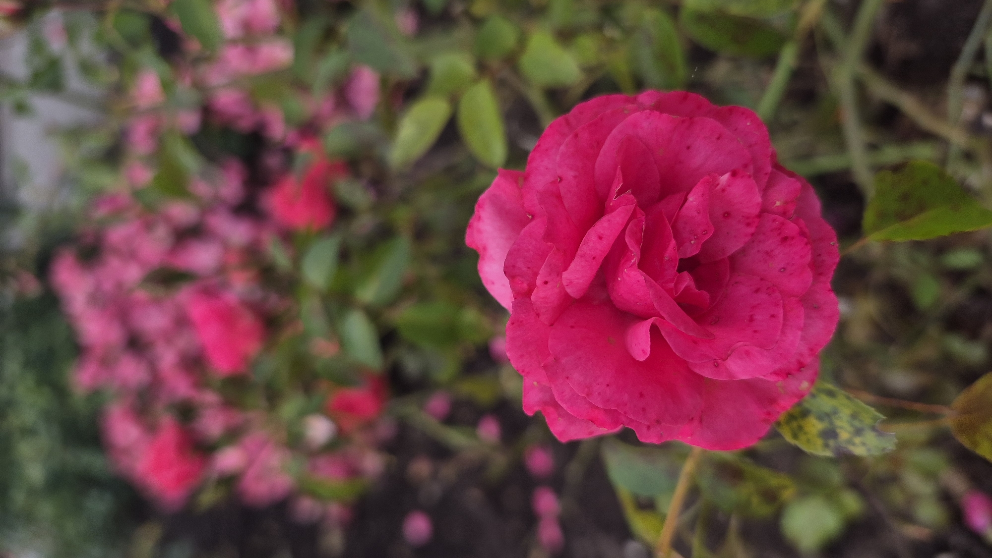 A close-up, vertical shot captures a vibrant, fuchsia-colored rose in sharp focus. The rose's petals are densely packed and ruffled, with subtle variations in shading and small, dark spots scattered across their surface. In the background, a cluster of similar roses and green leaves are softly blurred, suggesting a garden or park setting in Krāslava, Latvia. The ground beneath the rose bush appears to be dark soil, with a few fallen pink petals scattered about. The overall impression is one of natural beauty and delicate detail.