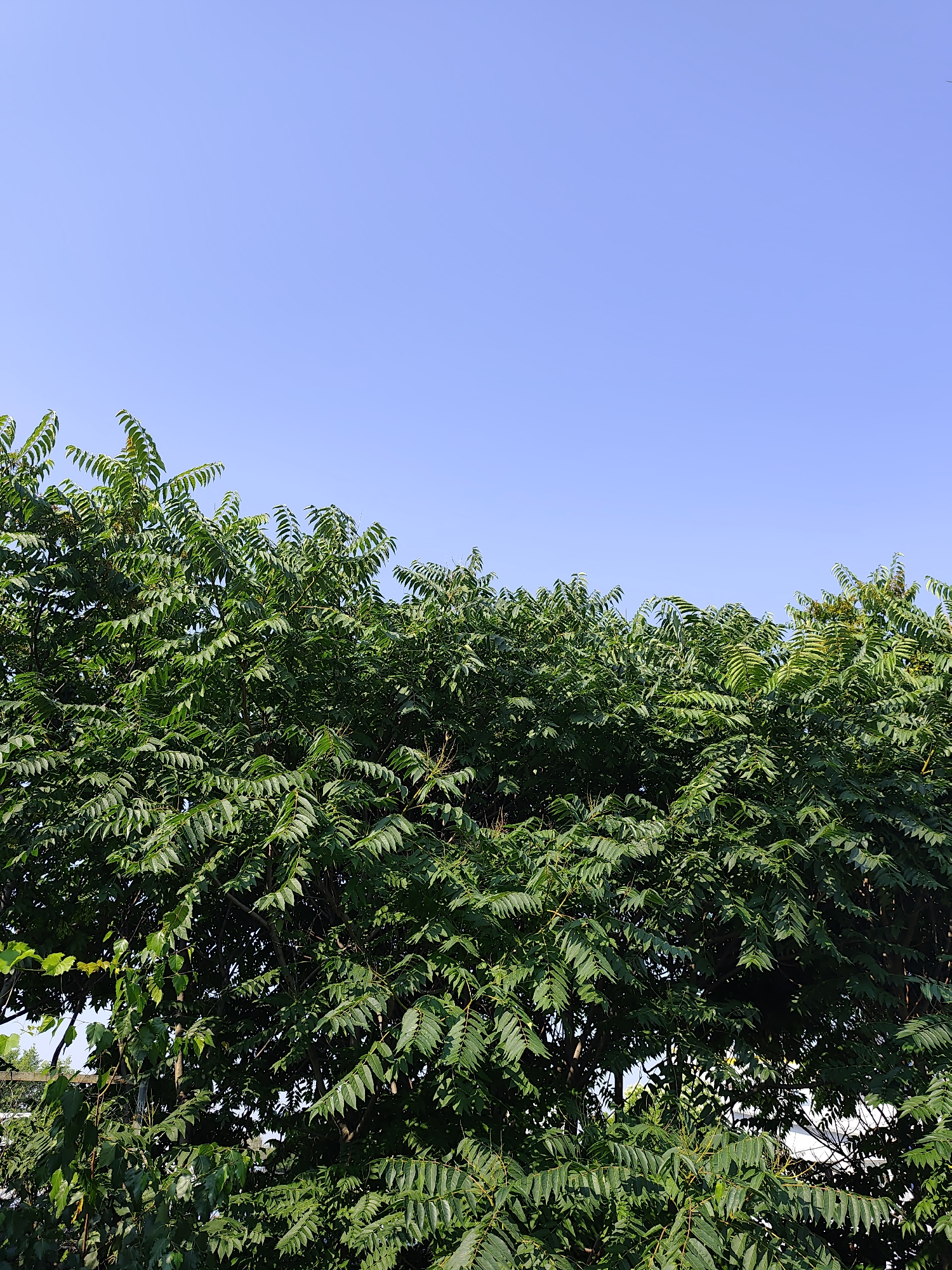 The image shows a close-up, eye-level view of the top branches of a tree against a clear, bright blue sky. The foliage is dense and vibrant green, with many small, serrated leaves. The leaves are arranged in compound structures, suggesting a deciduous tree. The bright sunlight casts shadows within the branches, highlighting the texture and depth of the leaves. The sky occupies the upper portion of the frame and is a uniform, cloudless blue, indicating a sunny day. The lower portion of the image is filled with the tree's canopy, with some branches extending towards the edges and obscuring the background. A faint hint of other greenery and structures, possibly a fence and some buildings, can be seen through thinner parts of the foliage at the bottom left. There is no text visible in the image, and no people or distinct objects are present. The overall impression is one of a lush, healthy tree under a clear, daytime sky.