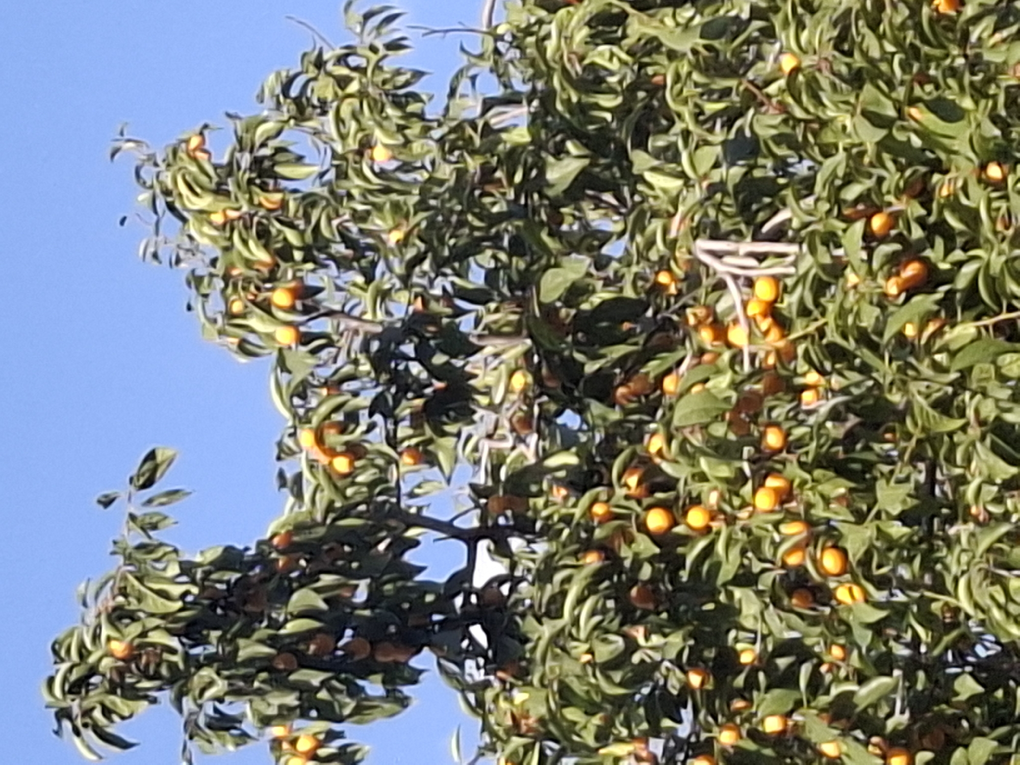 A close-up, low-angle shot captures the upper branches of a fruit-laden tree against a clear blue sky. The tree is dense with vibrant green leaves and a profusion of small, orange-yellow fruits, some of which are elongated and others more rounded. The fruits are scattered throughout the foliage, appearing ripe and ready for harvest. The branches themselves are visible in places, with some thicker limbs supporting the smaller, fruit-bearing twigs. The overall impression is one of abundance and natural growth. This image was taken in Almaty, Kazakhstan, likely in a garden or orchard setting where such fruit trees are cultivated. There are no people or animals present in the frame.