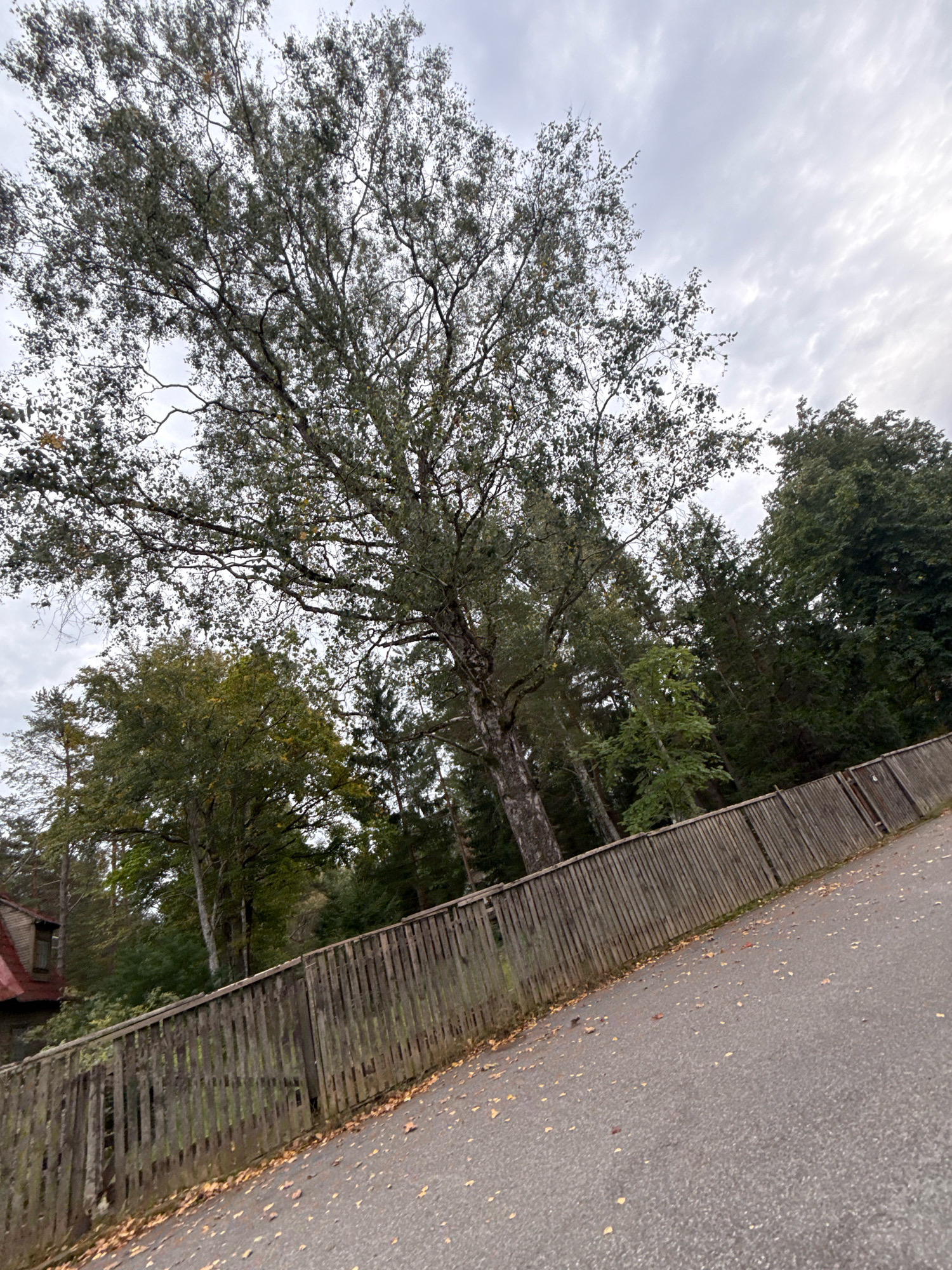 The image shows a wooden fence along a paved road in a wooded area. The fence is weathered and appears to be in disrepair in places, with vertical wooden planks. There are fallen leaves on the road and on the ground next to the fence. In the background, there are numerous trees, some with green foliage and others with autumnal colors. A portion of a building with a red roof is visible on the left side of the image. The sky is overcast with clouds. The scene is likely a residential area or a park bordering a road.