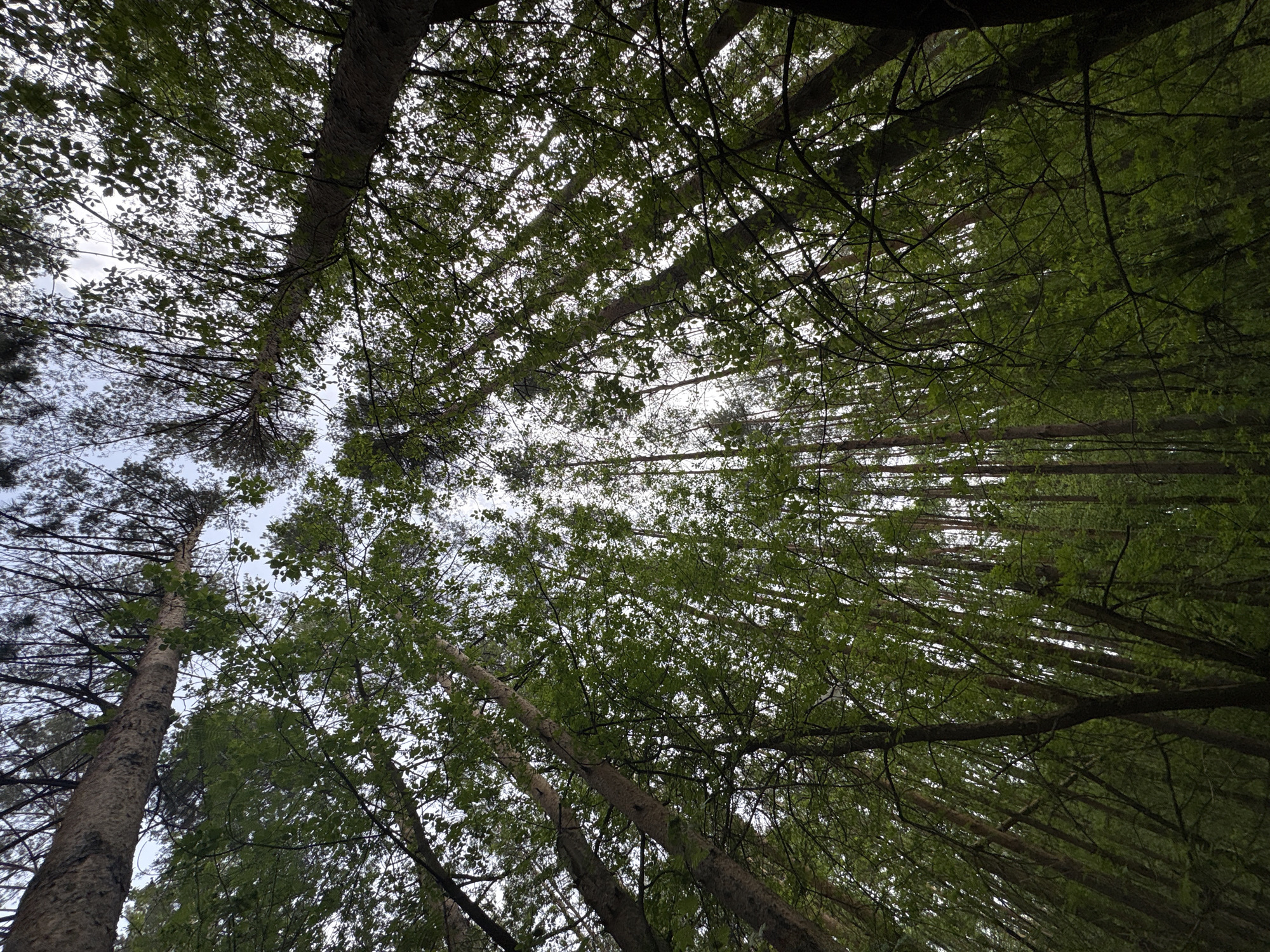 The image presents an upward view into a forest canopy, taken in Izhevsk, Russia. The scene is dominated by tall trees with dense green foliage obscuring much of the sky, which appears as fragmented patches of light. The trees are closely spaced, creating a linear pattern of trunks extending upwards. Some trunks are lighter in color, possibly birch or aspen, while others appear darker. Branches interweave, filling the gaps between trunks. The perspective is low, suggesting the photograph was taken from the ground. No people or animals are visible.