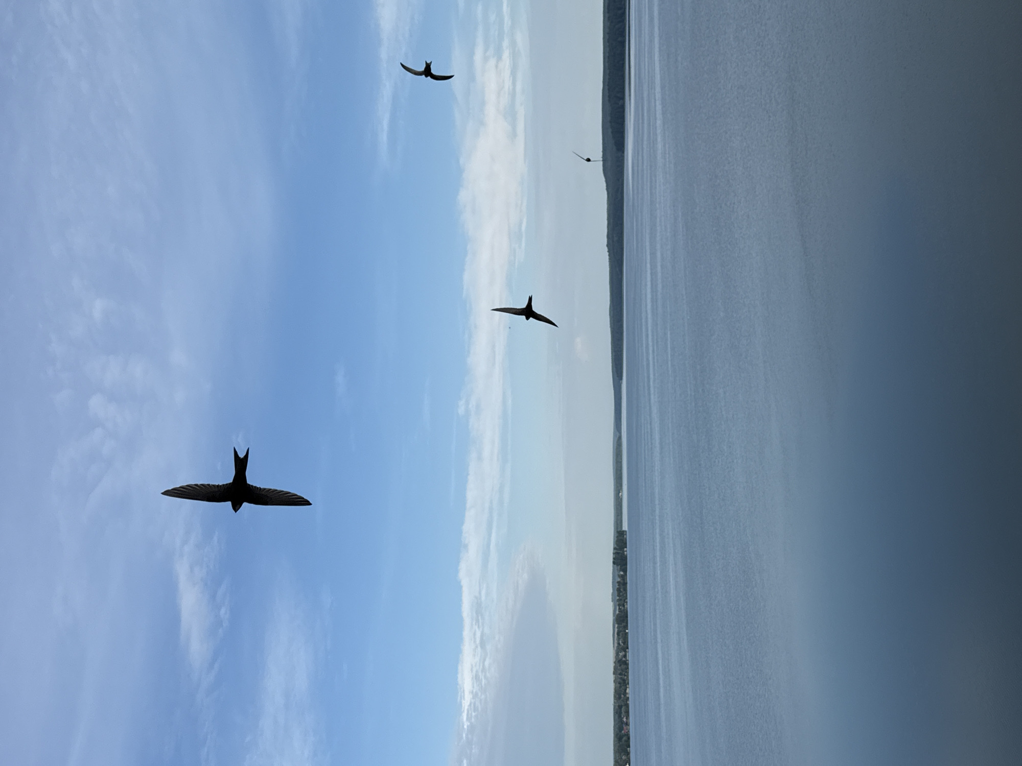 This media file shows a wide-angle shot of a body of water, possibly a lake or a large river, with a shoreline on the right side of the frame. The sky is a clear blue with some wispy white clouds. Four birds are visible in flight, silhouetted against the sky. The largest bird is in the foreground on the left, with its wings spread wide. The other three birds are smaller and further in the distance. The overall impression is one of a serene and natural scene. The image appears to have been taken during the day, likely in the late morning or early afternoon, given the bright sky. The water is calm, reflecting the light of the sky. The shoreline is lined with trees and some buildings, suggesting a populated area. The image is vertically oriented, which might have been done to emphasize the height of the sky and the flight of the birds. No text is visible in the image.
