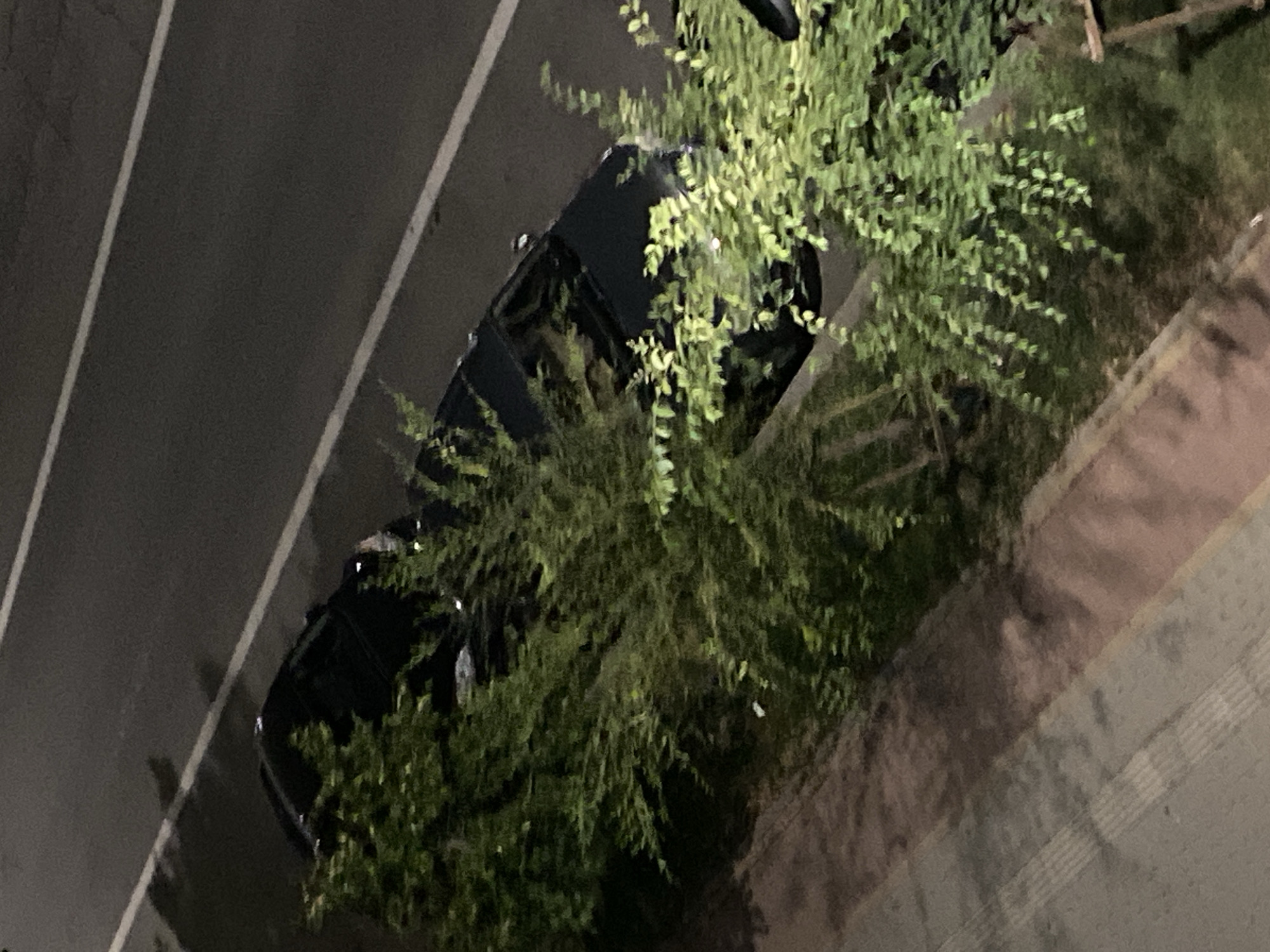 The image depicts a dark-colored car parked on a street at night, partially obscured by lush green foliage. The car is positioned on the right side of the frame, angled towards the top. The street appears to be paved, with white lane markings visible. The surrounding environment suggests an urban setting, with a sidewalk or pedestrian area visible in the lower left of the frame. The lighting conditions indicate it is nighttime, with some artificial light reflecting off the car's surface. No people are visible in the scene.