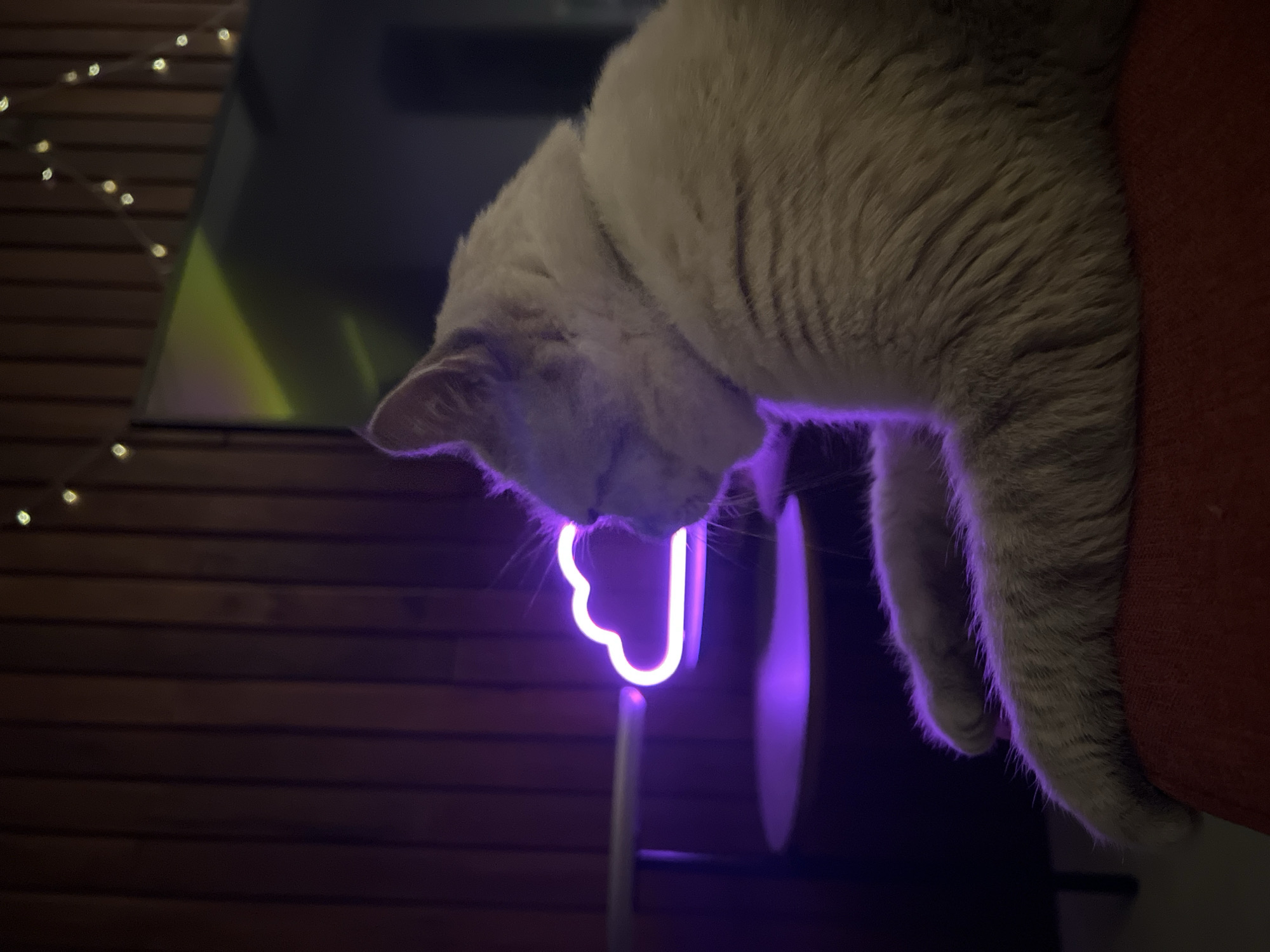 A light-colored cat, illuminated by purple neon light, rests on a red surface. The cat's face is turned to the left, with its eyes closed or nearly closed. A neon cloud light is positioned to the left of the cat, casting a vibrant purple glow. In the background, wooden paneling is visible, decorated with a string of small, warm-toned lights. A dark, reflective surface, possibly a television screen, is also present in the background, showing a yellow-green reflection. The overall scene is dimly lit, creating a moody and atmospheric ambiance.