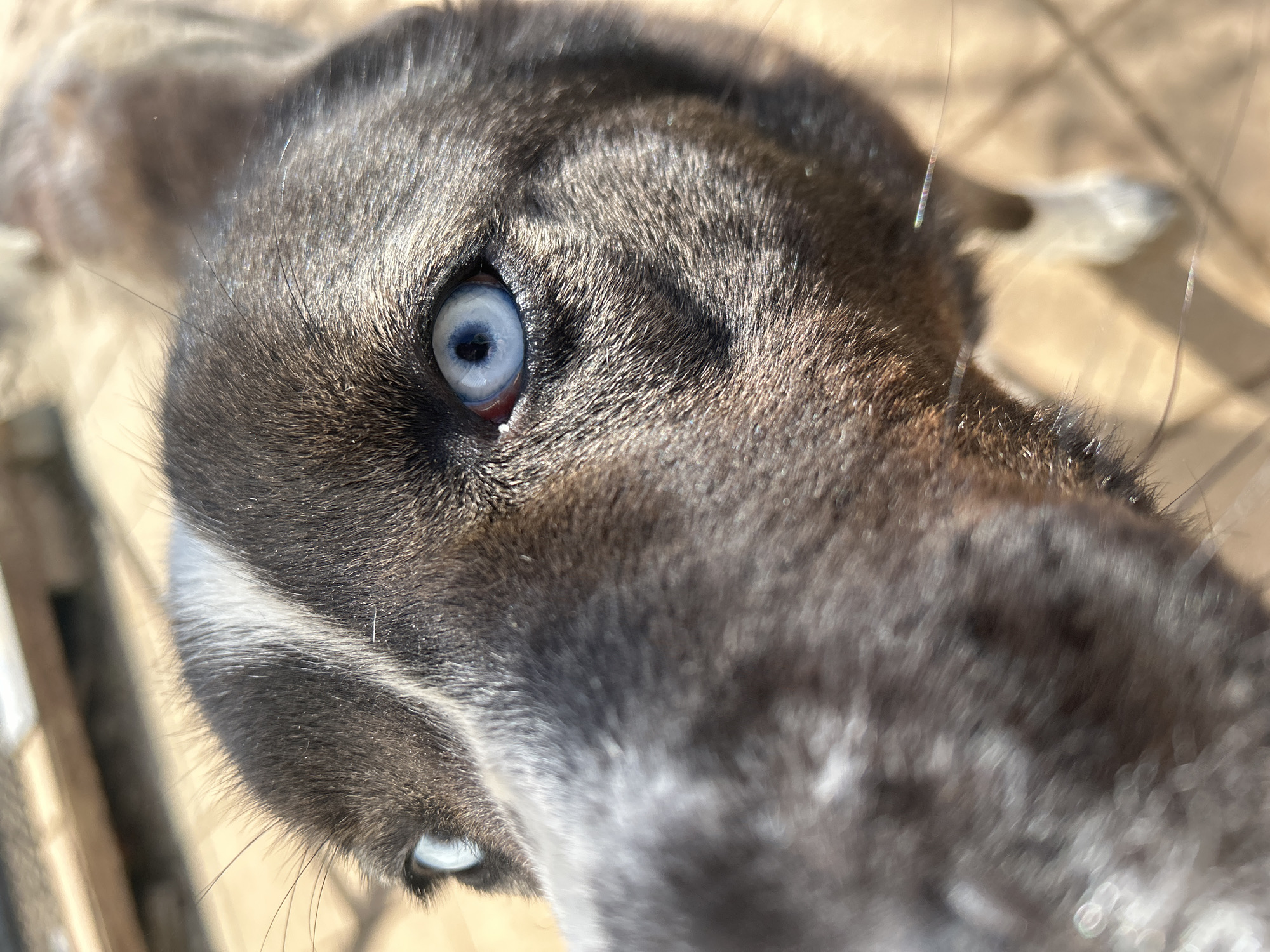A close-up photograph shows a dog with predominantly gray and brown fur. The dog has a striking blue eye that is the focal point of the image. A white stripe extends from the nose toward the forehead. The image is taken outdoors on what appears to be a wooden surface, possibly a deck. The city of Фоки, Russia is not discernable.