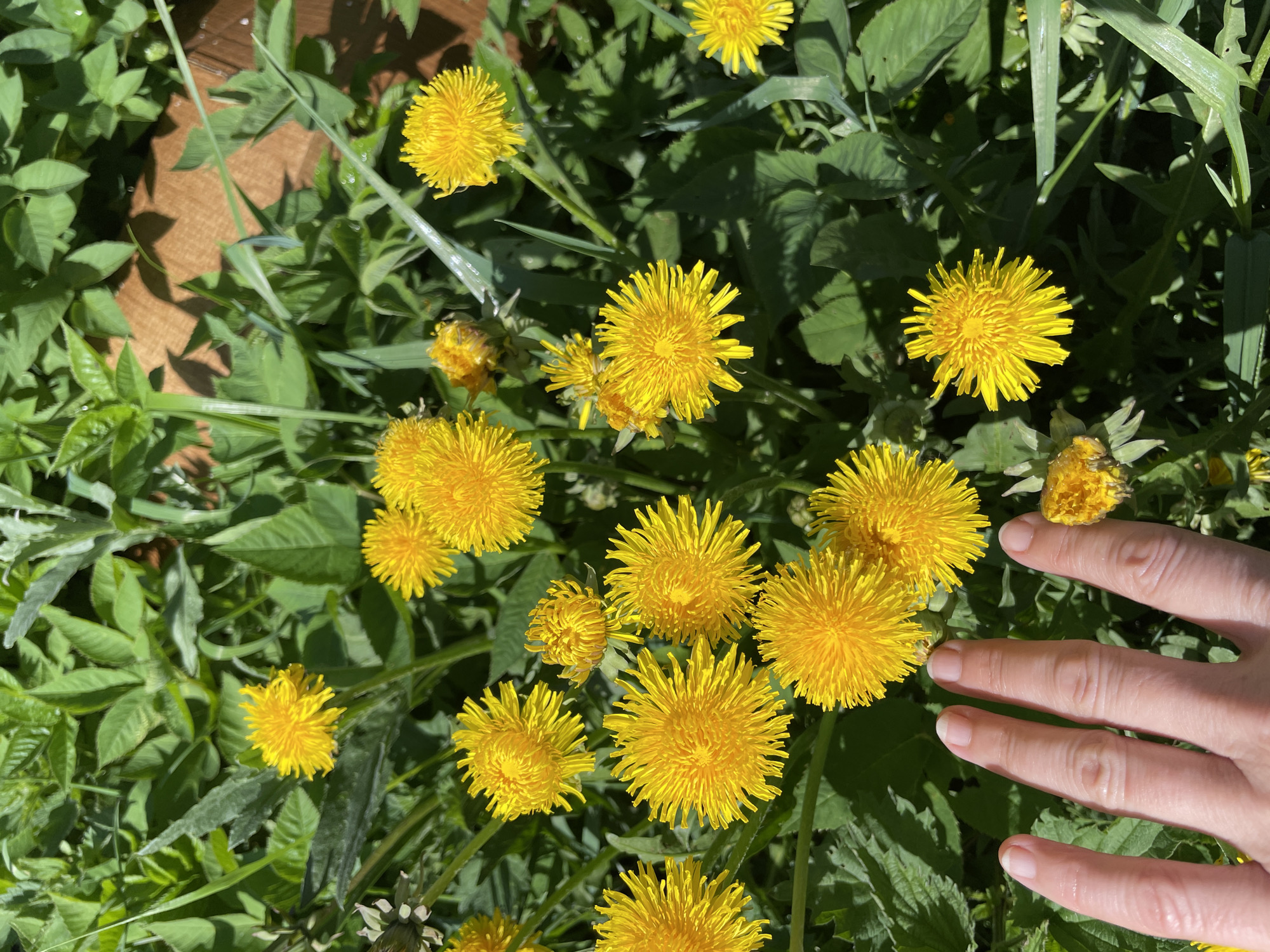 A close-up shot, taken outdoors, presents a cluster of dandelions intermixed with green foliage and part of a person's hand. The dandelions are in full bloom, displaying their bright yellow flower heads. The foliage surrounding the dandelions consists of various types of green leaves. In the lower right corner, a portion of a human hand is visible, with the fingers extended towards the dandelions. There are also some light brown planks partially visible on the left. This image has been taken somewhere in Priozersk, Russia.
