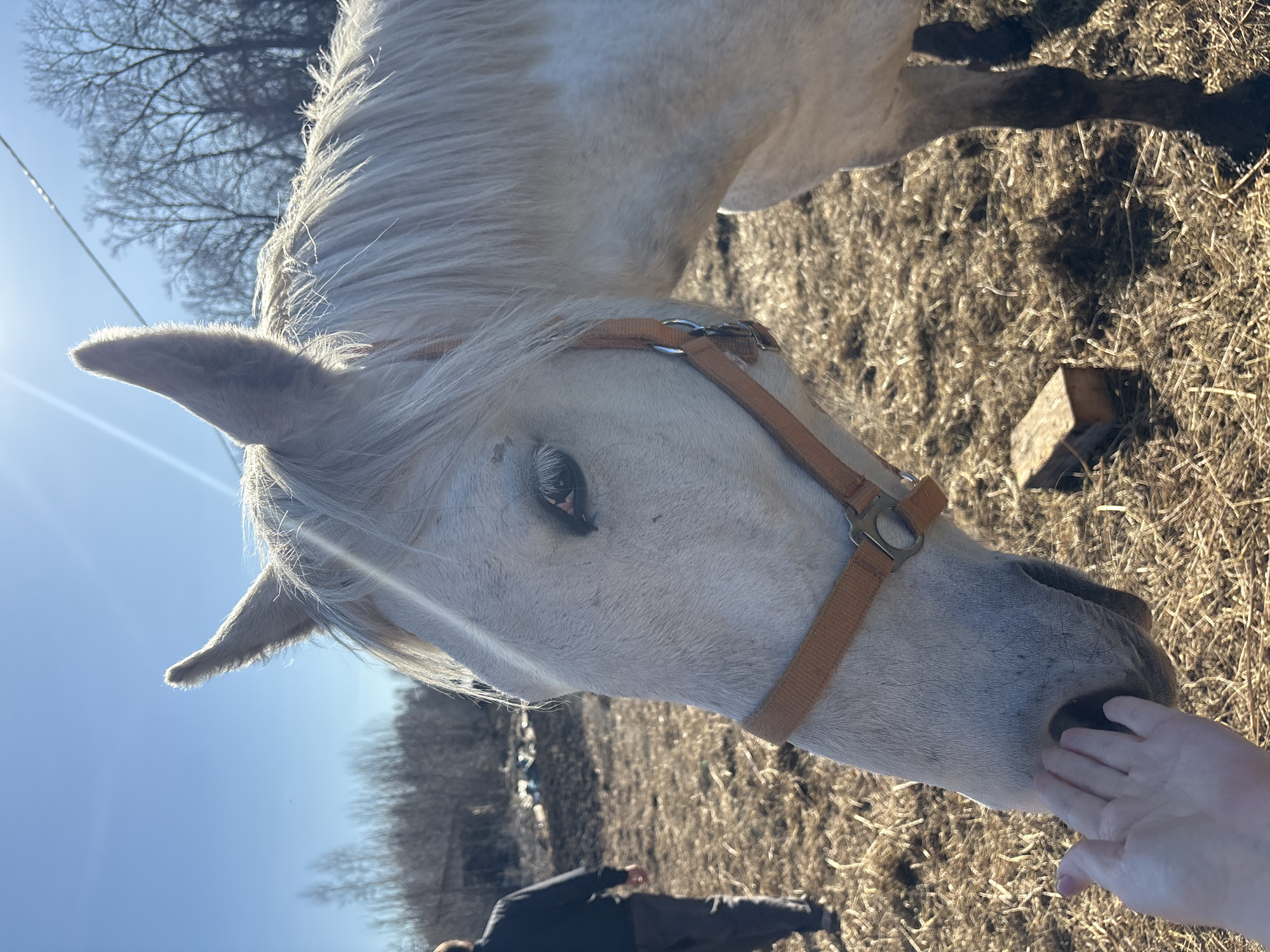 The image, captured in a portrait orientation and rotated 90 degrees counter-clockwise, primarily features the head of a white or light-colored horse in the foreground. The horse, wearing a simple brown halter, has its head lowered as a human hand gently touches its muzzle, suggesting an affectionate interaction or feeding. The horse's eye is visible, appearing calm.
The setting is an outdoor, rural environment. The ground is covered with dry, light brown grass and scattered hay. In the background, a person in dark clothing is partially visible, walking or standing. Beyond them, bare, deciduous trees line the horizon under a clear, bright blue sky. A strong sun glare emanates from the upper left side of the frame, backlighting the horse's mane and ear and indicating a sunny day, likely morning or late afternoon given the low angle of the sun. A small wooden block rests on the ground to the right. The overall scene conveys a peaceful moment between human and animal in a natural, open area in Noviy, Russia, during a colder season. No visible text is present.