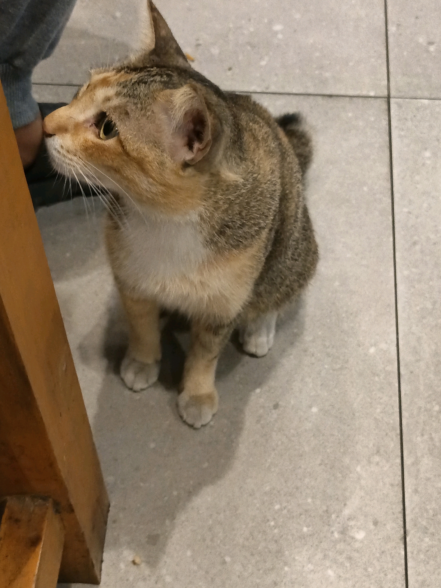 A short-haired cat with tabby markings and a white chest is sitting on a tiled floor in what appears to be an indoor setting. The cat is facing to the left, with its head tilted slightly upwards. The floor is light grey with darker flecks, and there are visible grout lines. A portion of a wooden object, possibly a table leg or chair, is visible on the left side of the frame. A person's leg, clad in a grey garment, is partially visible in the upper left corner. The lighting suggests an indoor environment, possibly a restaurant or home. The image was taken in South Jakarta, Indonesia.