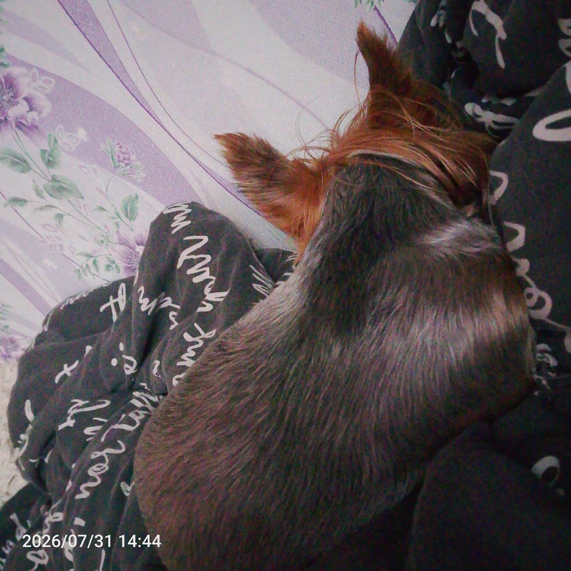 The image shows a close-up view of a small dog sleeping, likely a Yorkshire Terrier, on a bed with floral patterned sheets and a dark blanket with white writing. The dog is curled up and its head is resting on its paws. The sheets have a purple and white floral design, and the blanket has a repeating pattern of cursive white text. The image is taken from a high angle, looking down at the dog. There is a timestamp in the bottom left corner of the image: "2026/07/31 14:44". The location is not specified in the image.