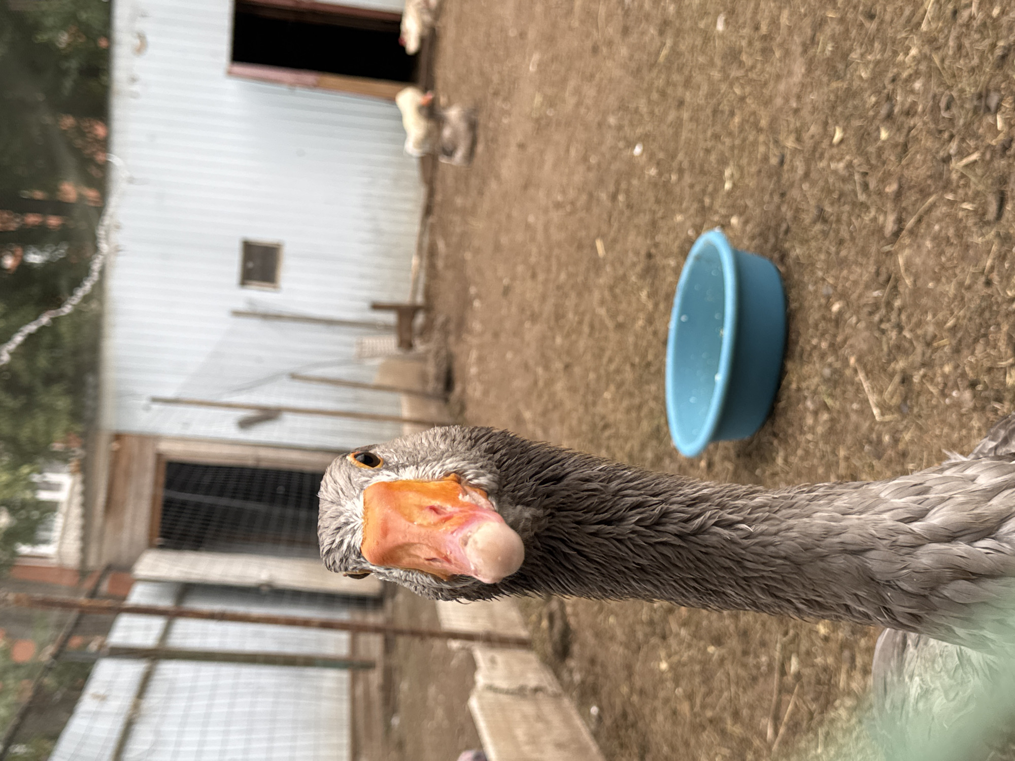 A close-up, low-angle shot captures a goose's head and neck dominating the foreground. The goose has gray plumage and an orange beak. Behind it, other geese are visible in a dusty enclosure. The enclosure features a white corrugated metal building with an open doorway and a smaller, darker opening. A blue plastic bowl sits on the ground. The background shows a fence and some trees, suggesting an outdoor farm or zoo setting. The image is likely taken in Chaikovsky, Russia, given the location provided.