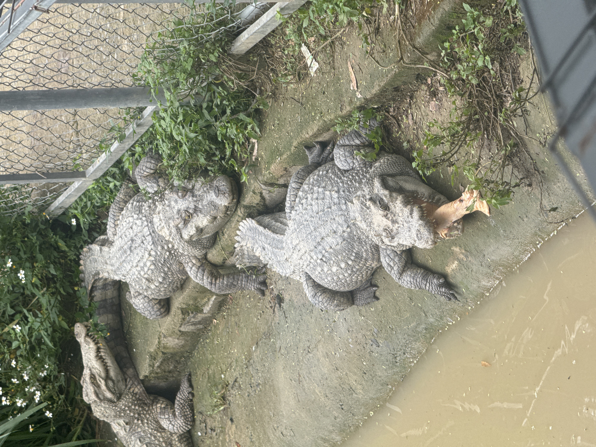 The image provides an overhead view of a crocodile enclosure, likely situated in Định An, Vietnam. At least three large crocodiles are visible, resting on a concrete surface adjacent to a body of murky, light brown water. Their grey, heavily scaled skin is prominent.
In the upper right portion of the frame, one crocodile is seen with its mouth slightly agape, holding a light-colored object, possibly food, between its jaws. Another large crocodile lies to its left, partially overlapping the first. The head and part of the body of a third crocodile are visible in the lower-left corner, positioned near some green foliage.
The enclosure features a chain-link fence and horizontal metal bars at the top of the frame, indicating a containment area. Green vegetation, including bushes and weeds, grows along the concrete edges and near the fence. The concrete ground appears damp and shows some natural wear. The scene is illuminated by daylight. No visible text is present in the image.